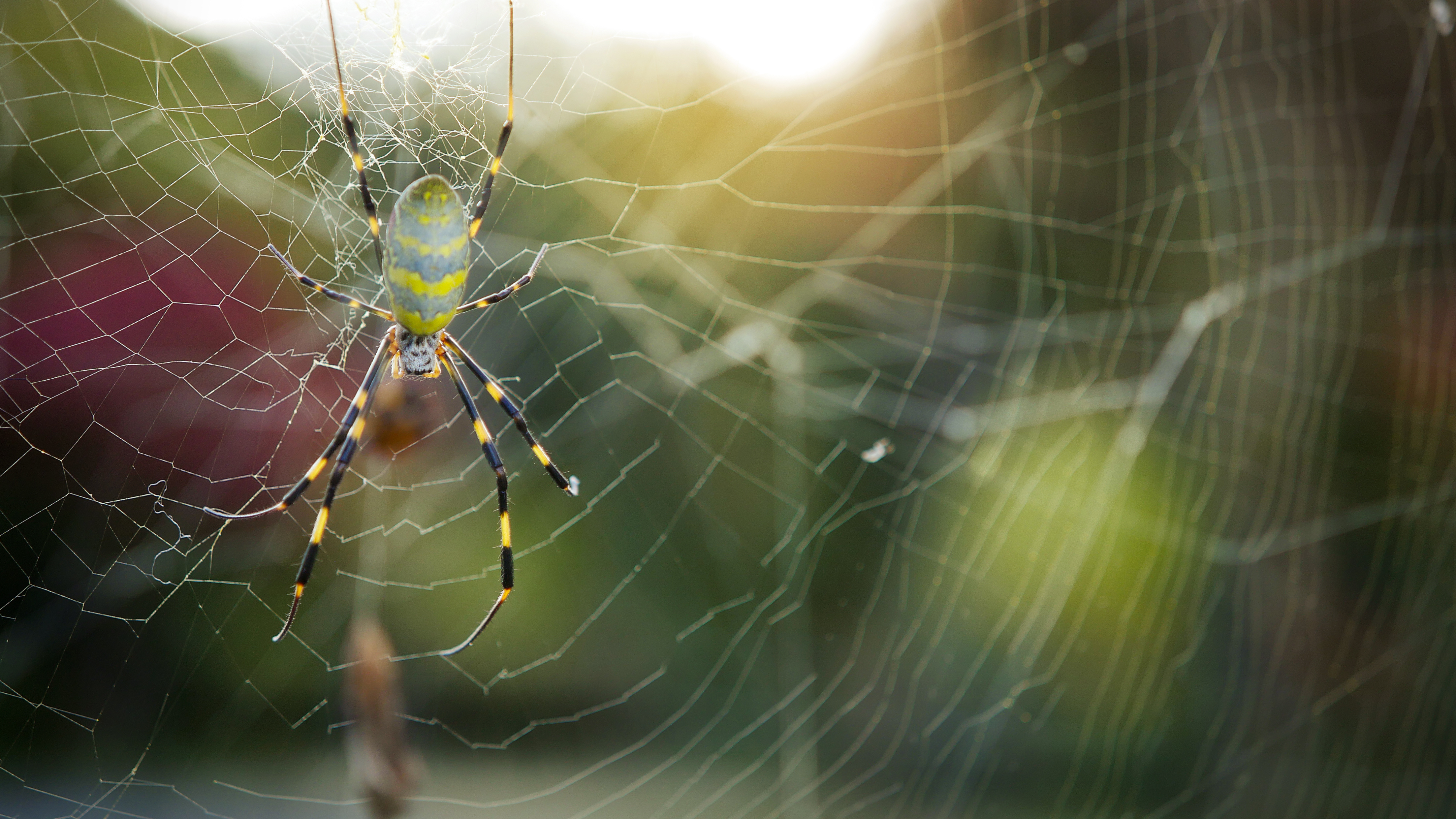 Joro spiders are invading the U.S. at an alarming rate •