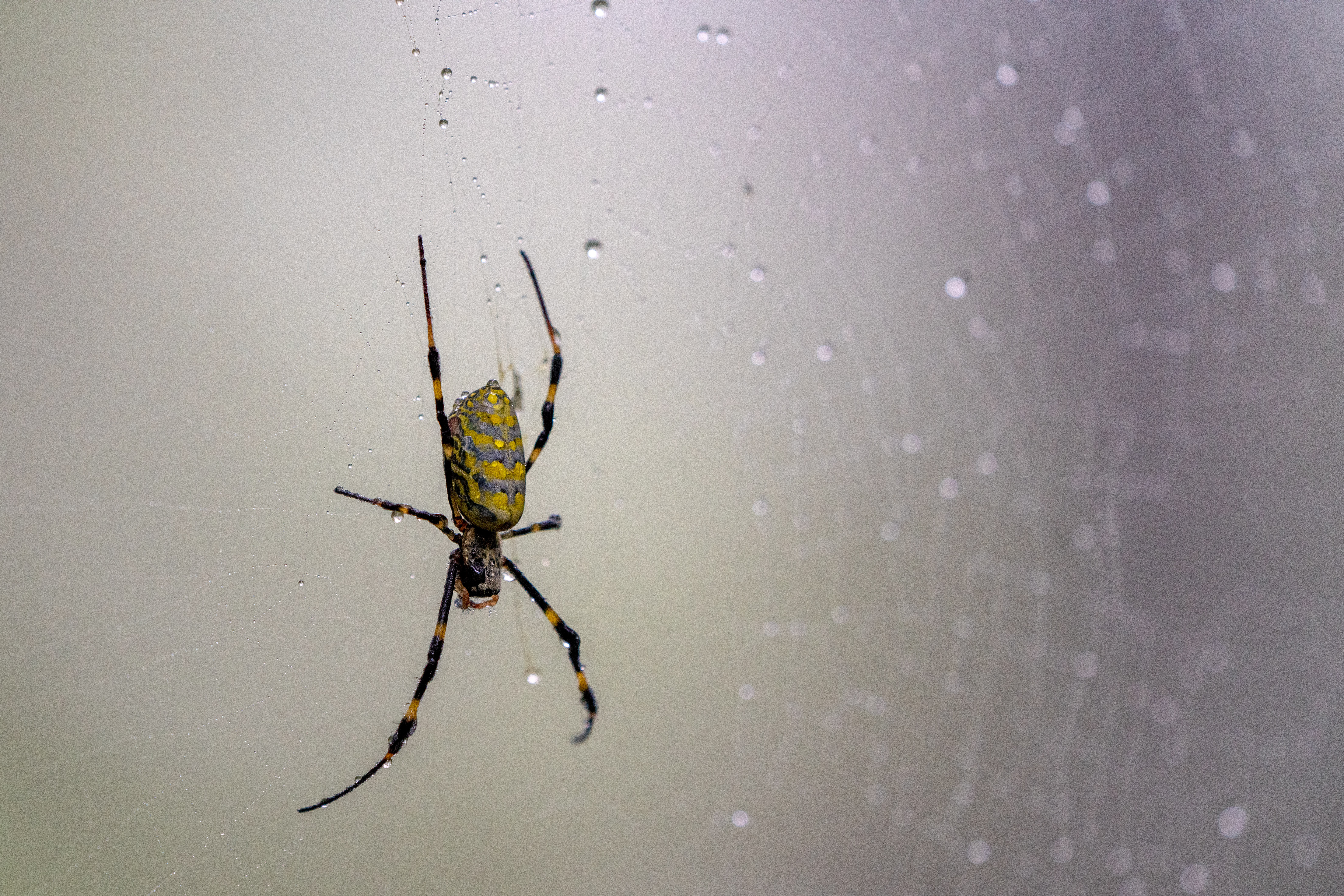 Black and yellow Joro spiders naturally shy, harmless, UGA