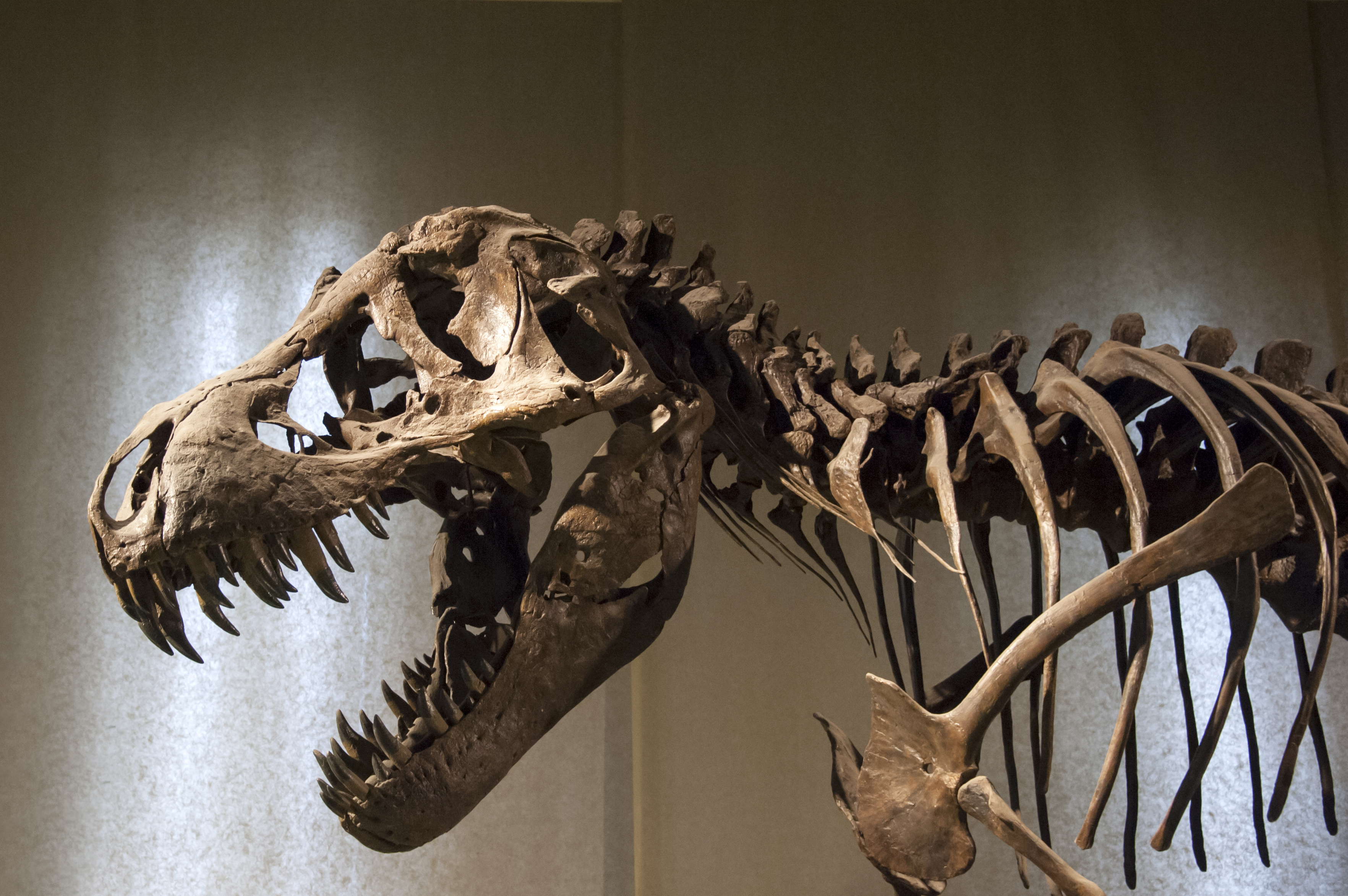 Fewer T. rex walked the Earth than previous estimated, new study