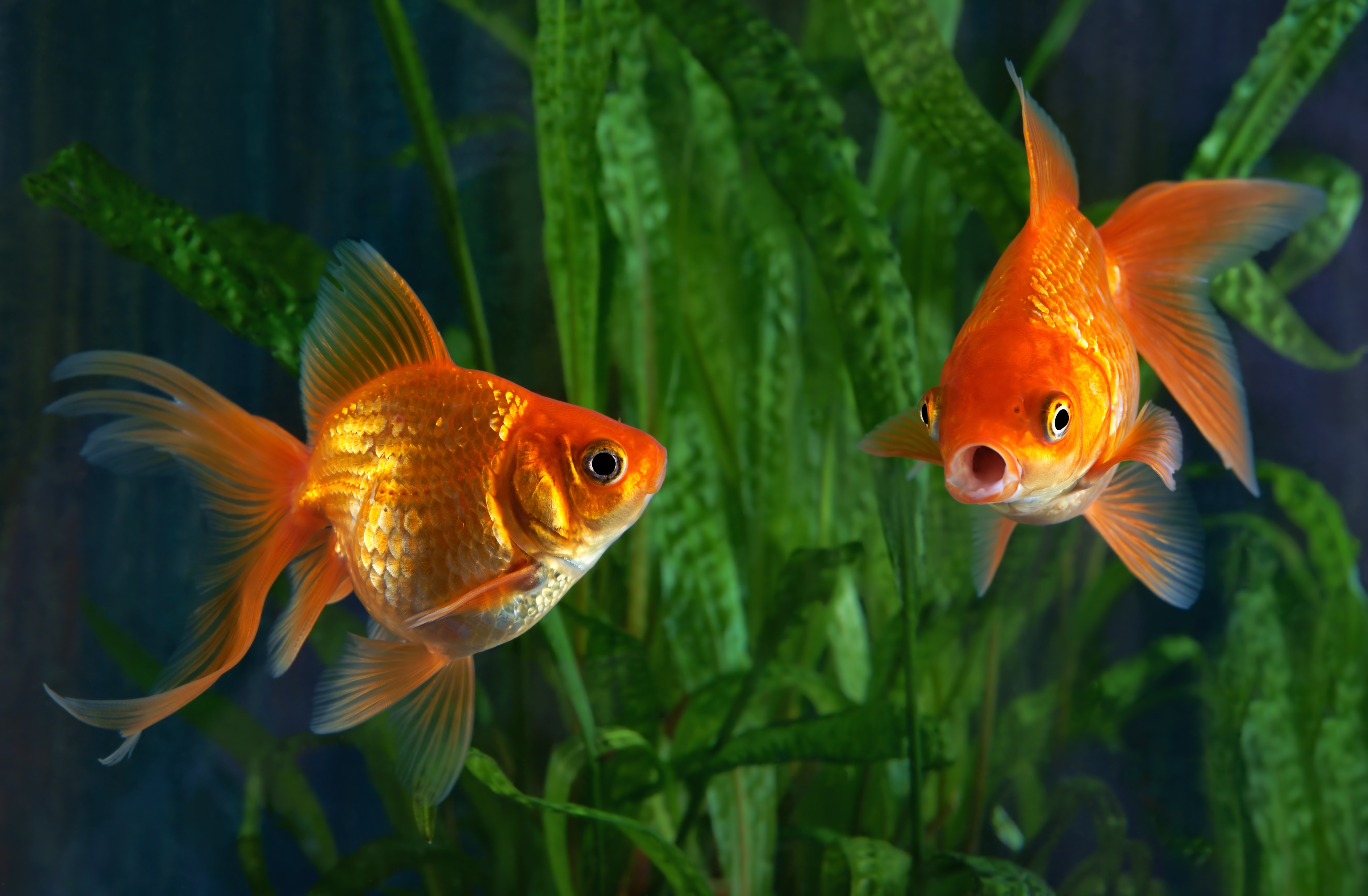 non supersized goldfish in tank