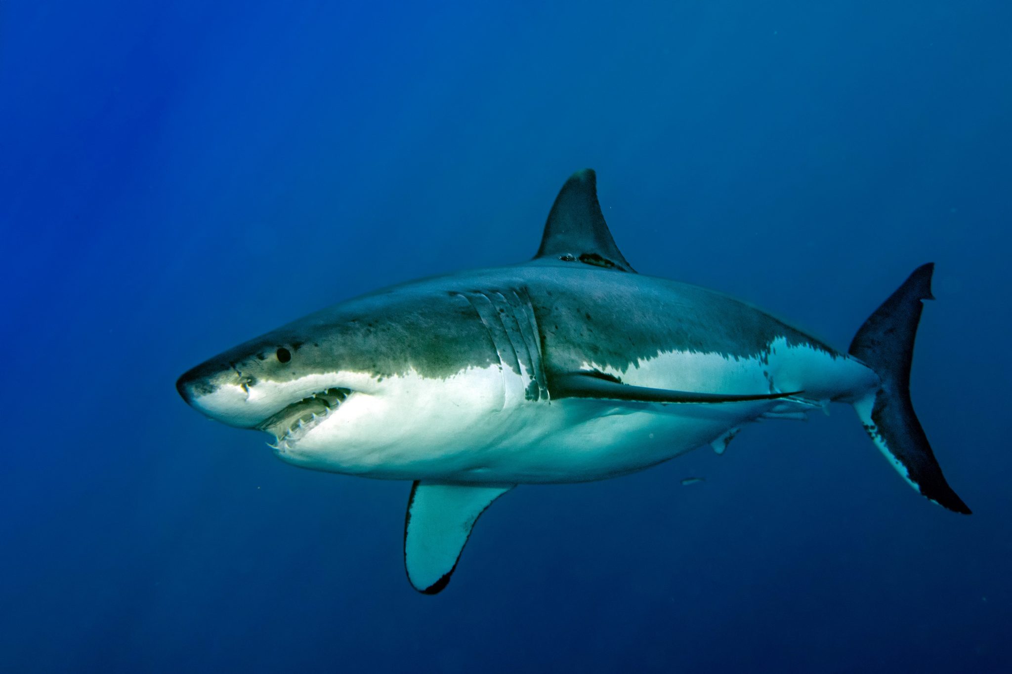 Great white sharks may have secret social lives that make them even ...