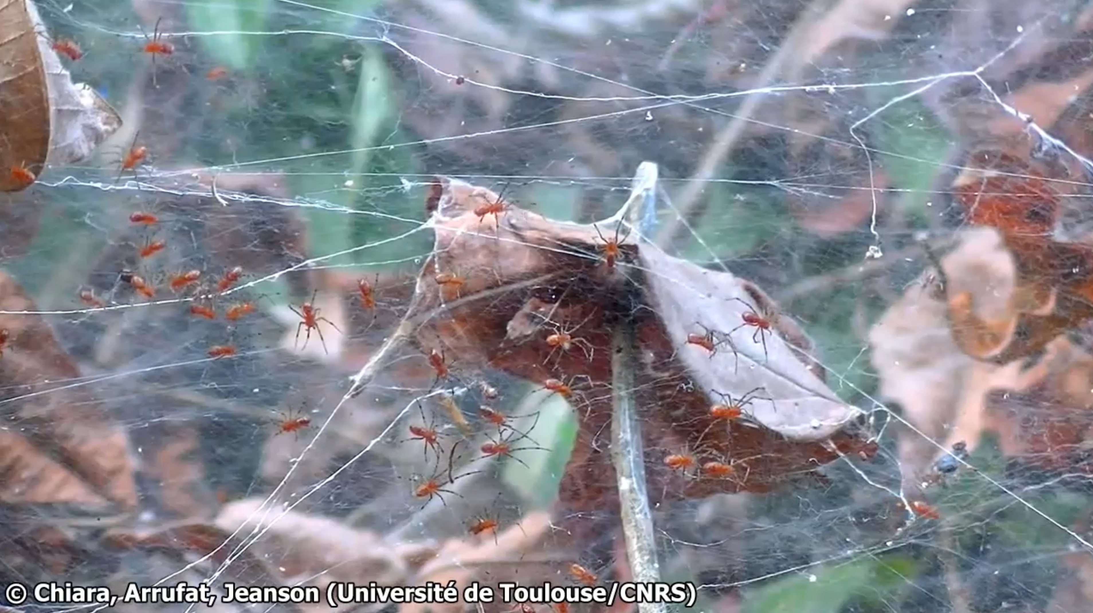 tiny spiders hunting in packs