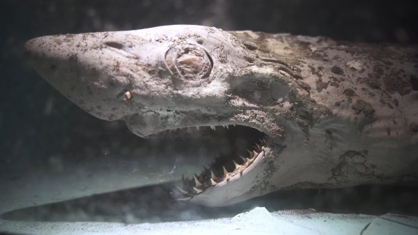 Images of this ‘zombie’ shark will haunt your nightmares forever