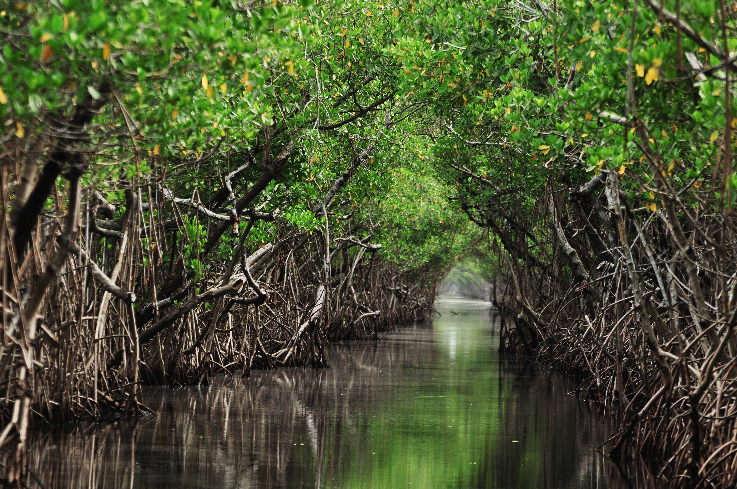 mangrove trees