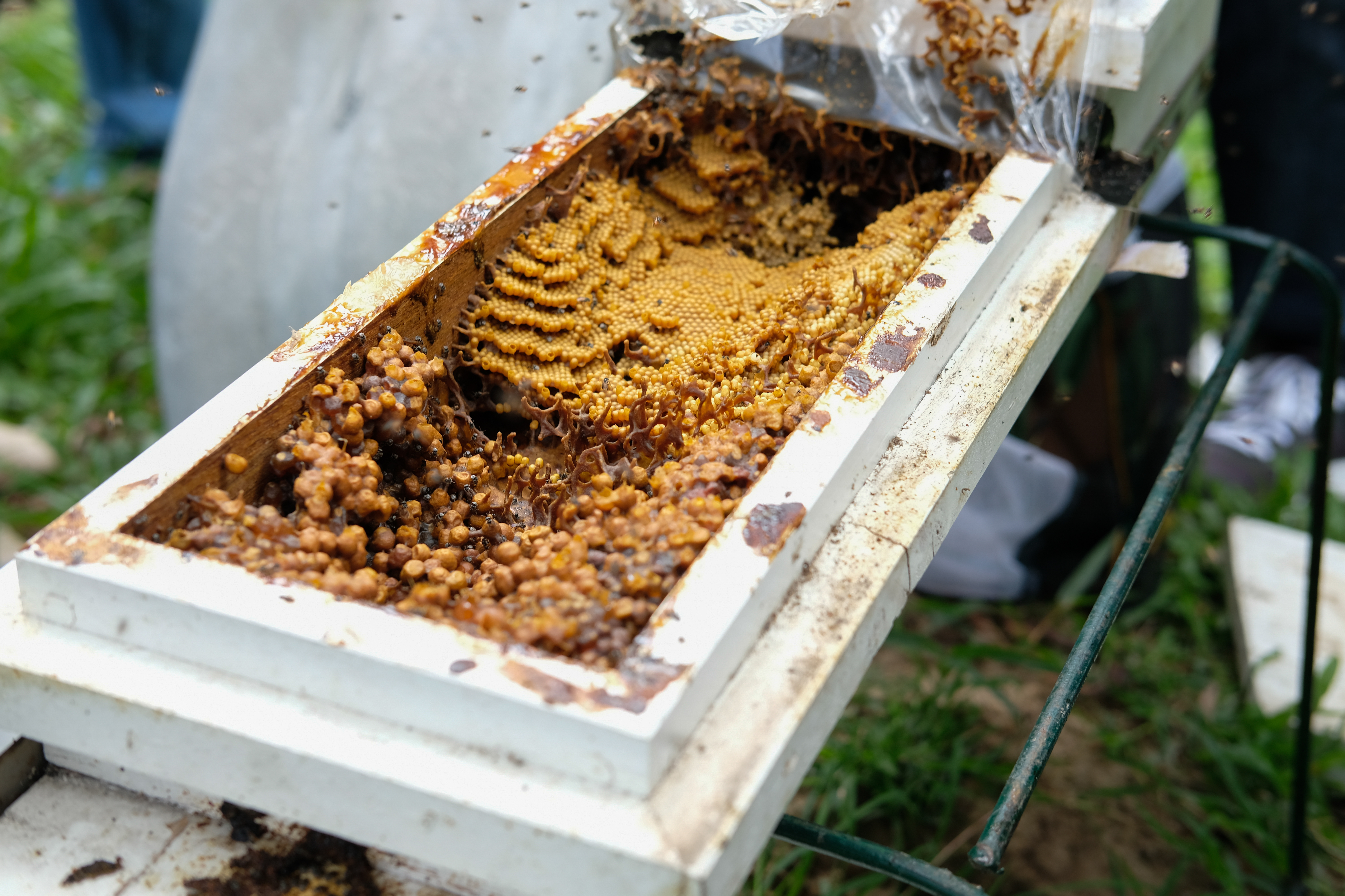 medicinal honey is found in stingless bee hives