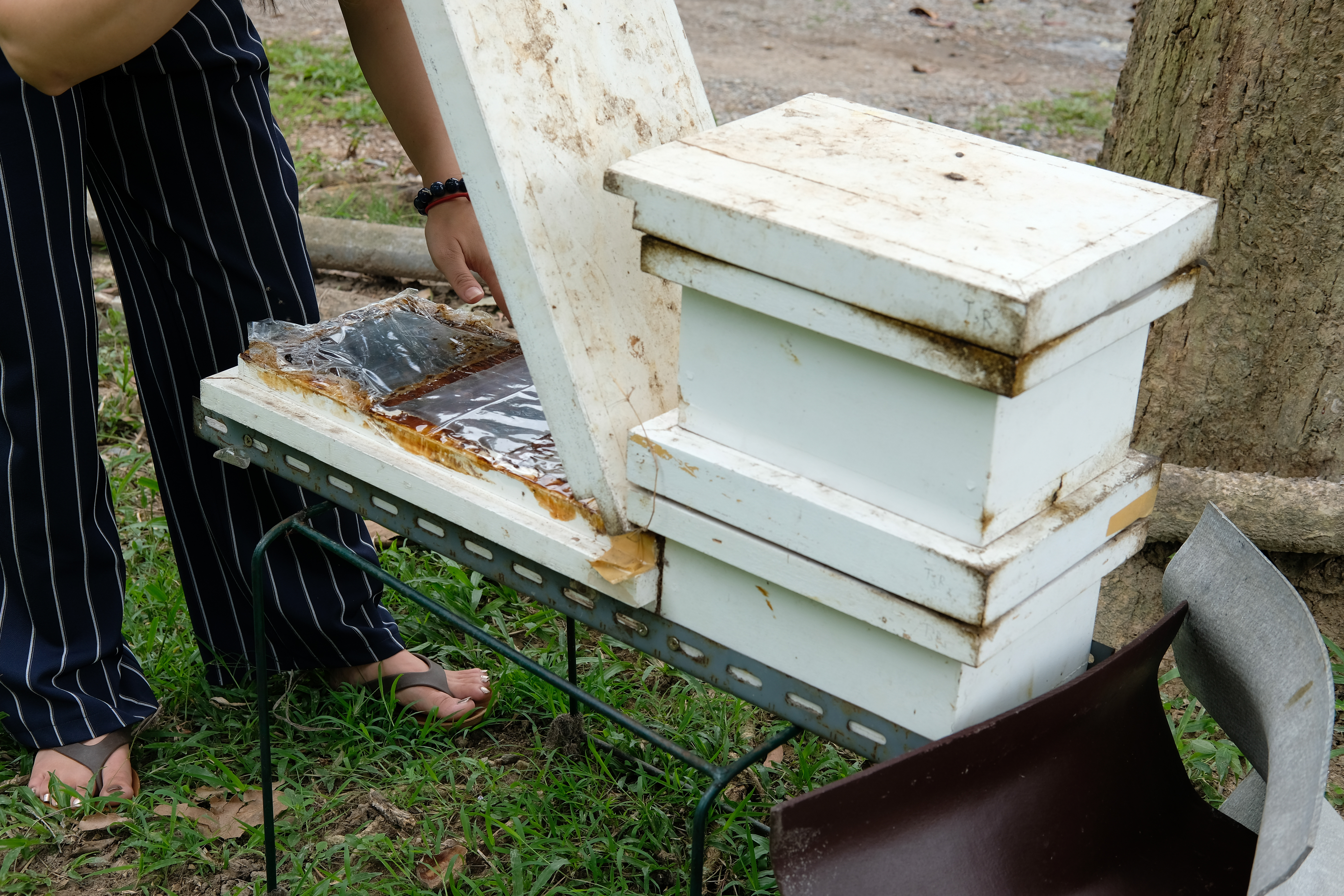 stingless honey bees beehive