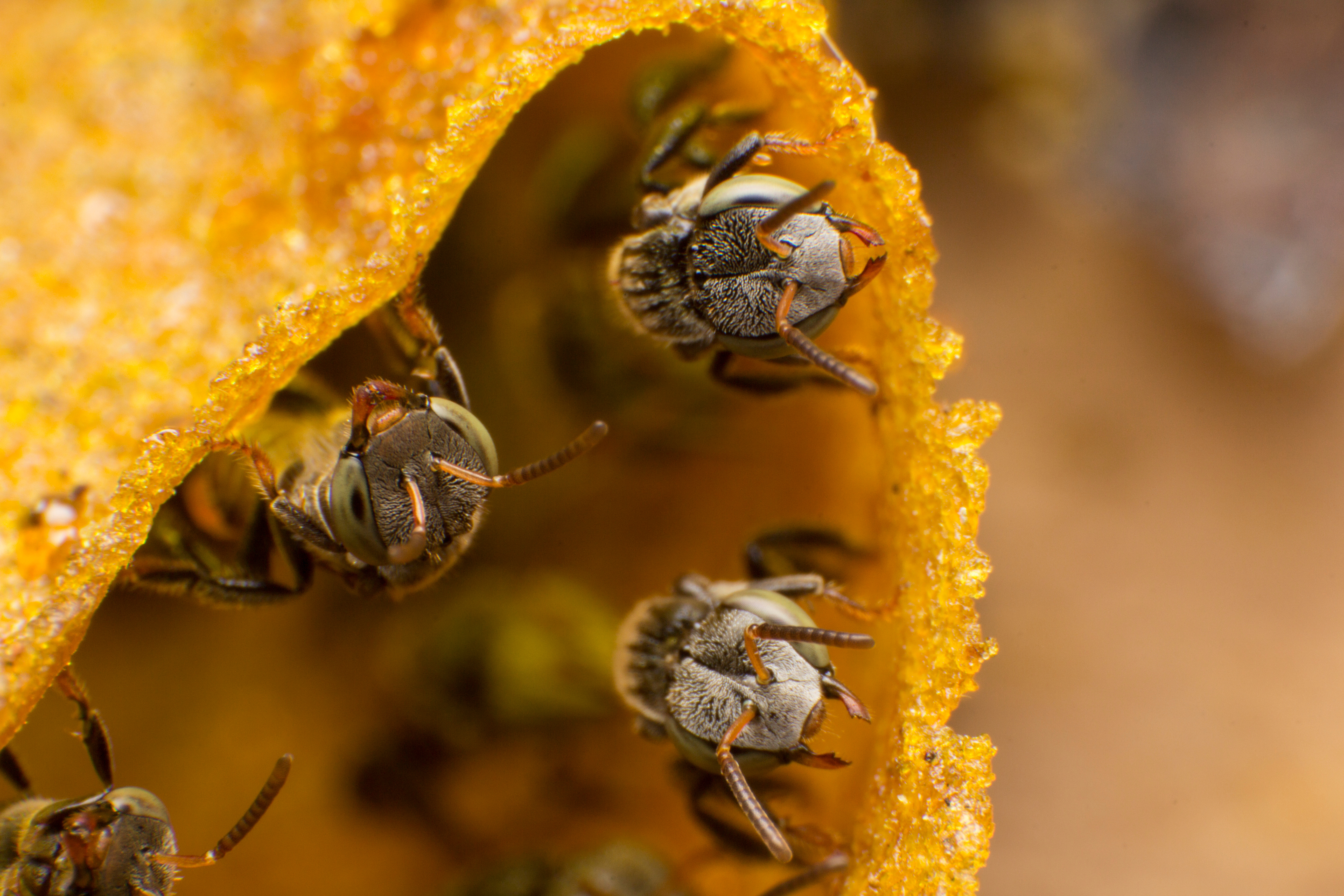 Stingless bees stand front of nest