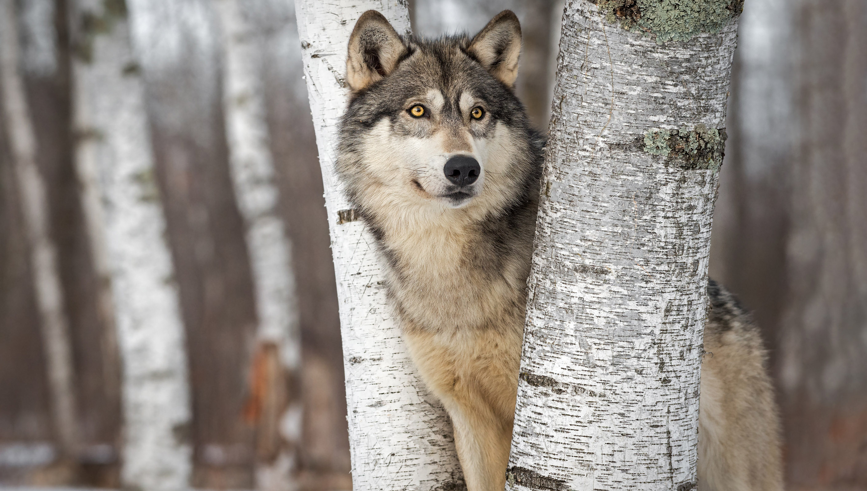 Voyageurs Wolf Project, Studying Wolves During Summer