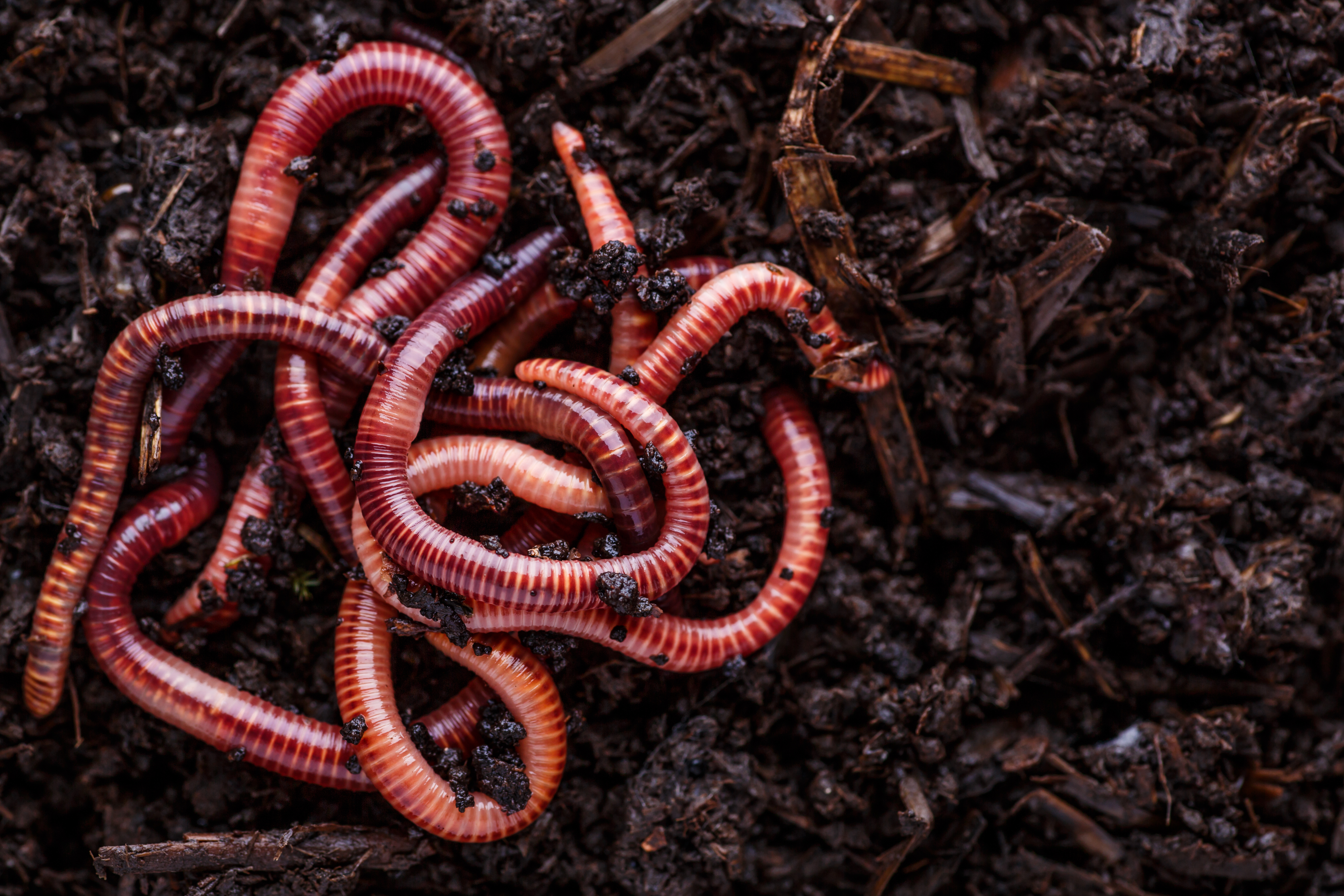 earthworms in soil