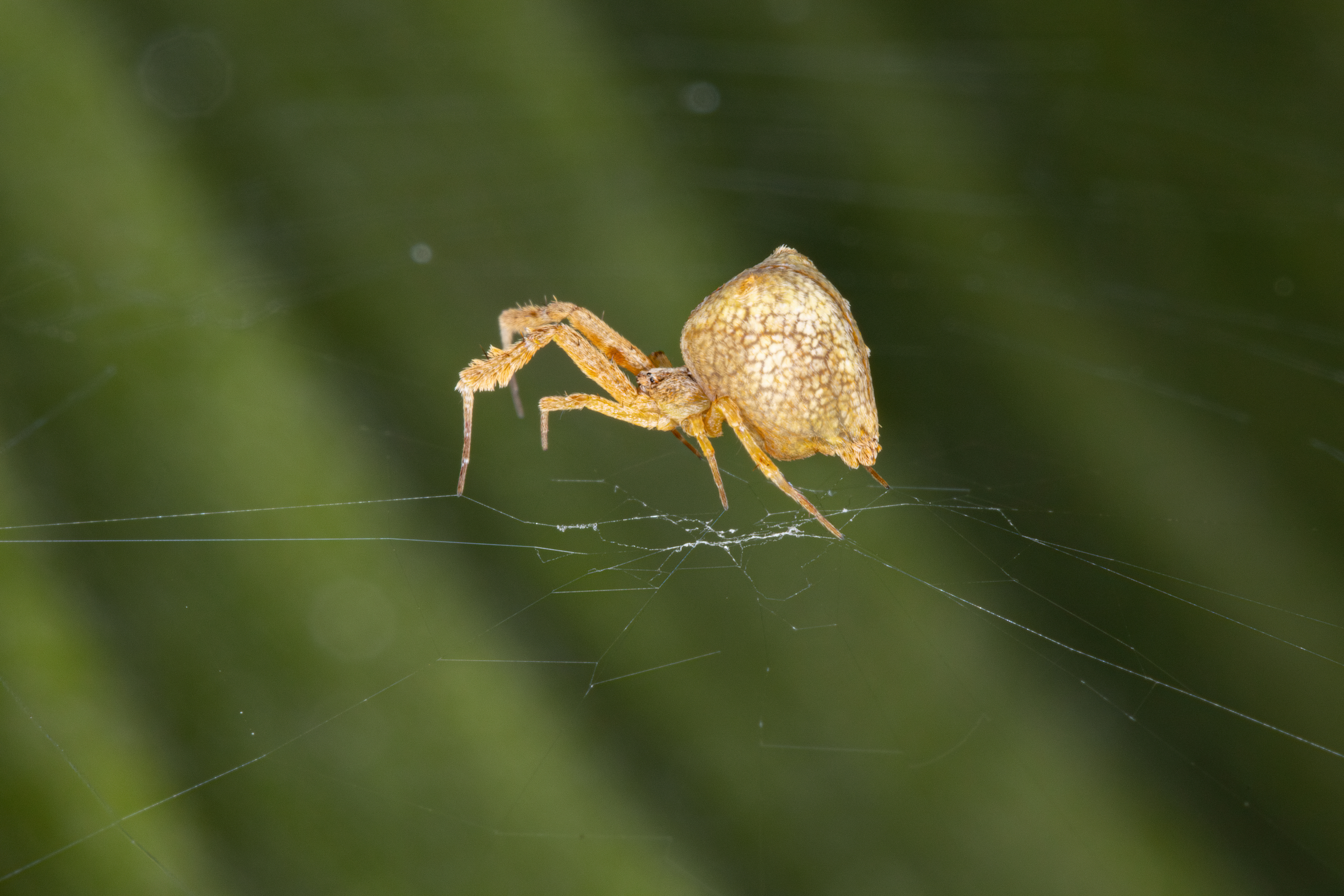 how spiders build webs