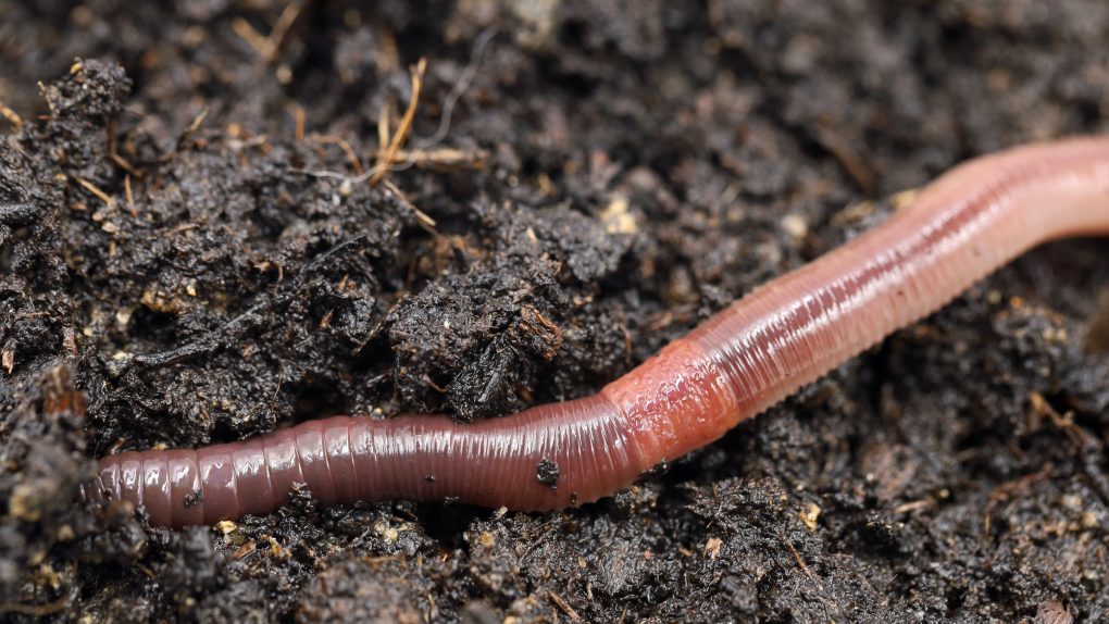 earthworm in fresh wet soil,