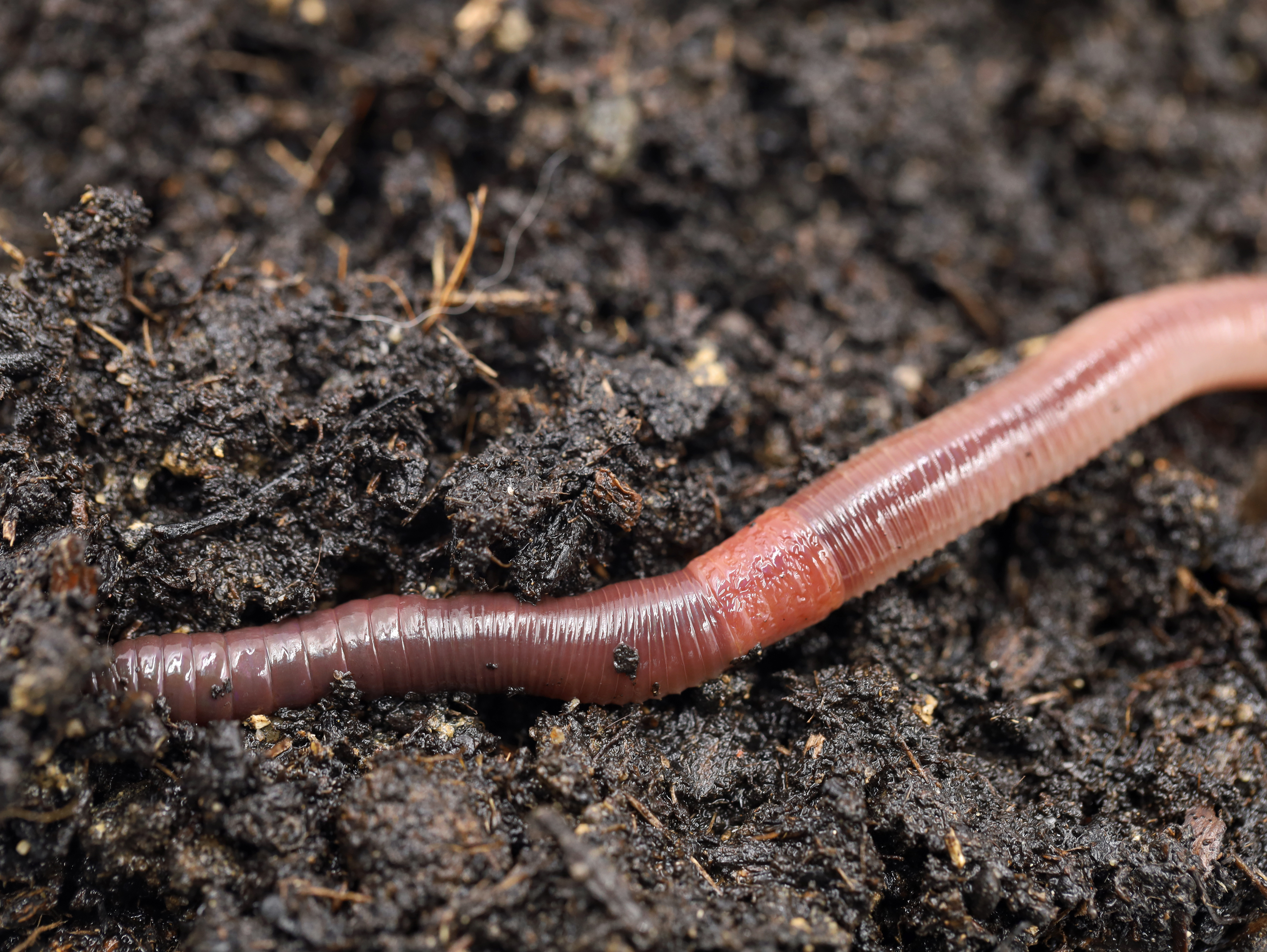 This is, by far, the largest earthworm I've ever found : r/gardening