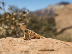 Scientists uncovered a puzzling ‘sixth sense’ in one animal
