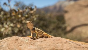 a western banded gecko looking for something to eat