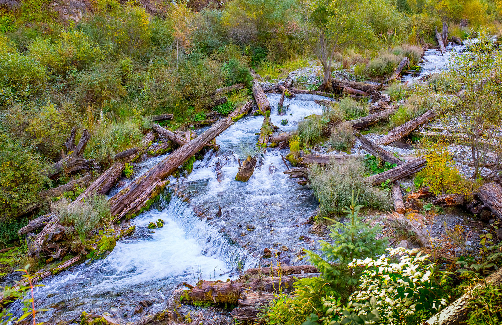 fallen trees in the river after the earthquake