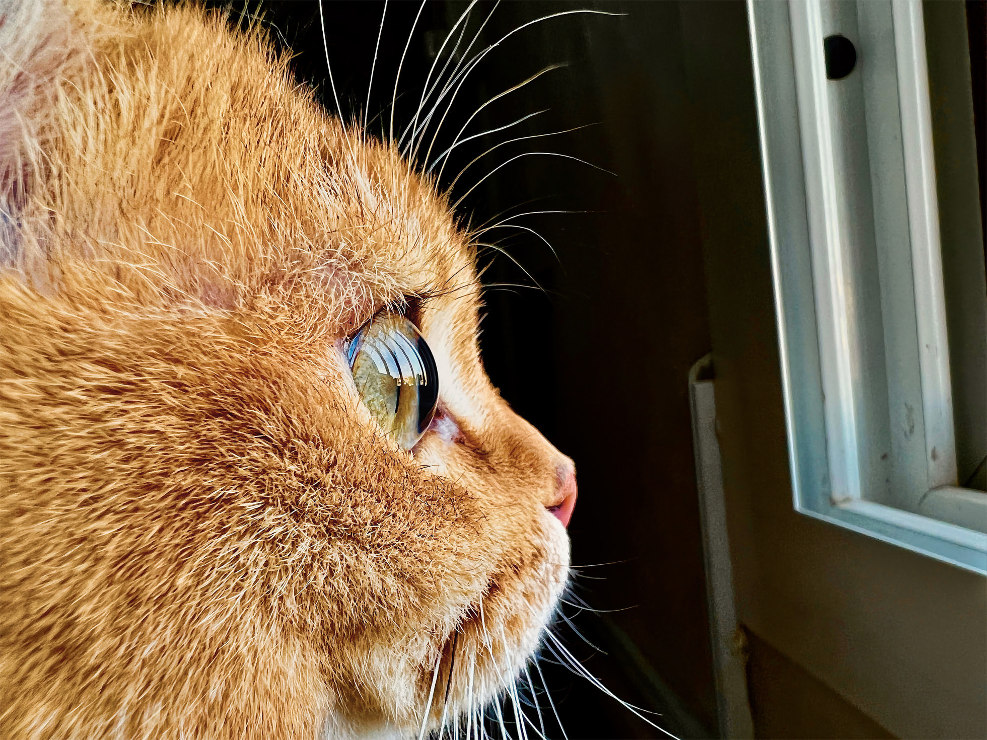 slow-blinking can let you talk to your cat