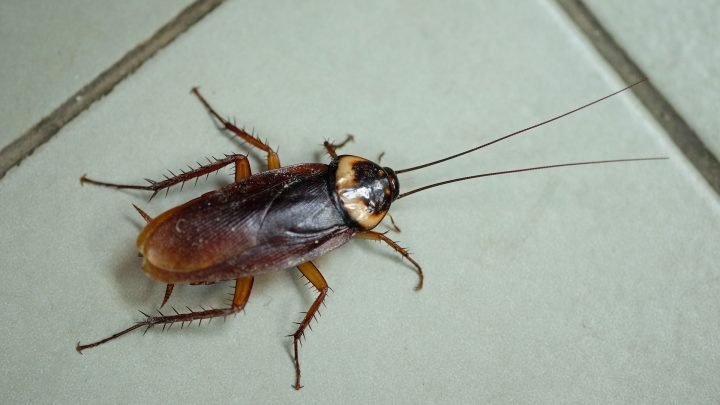 genetically modified cockroaches could open new doors for gene-editing research