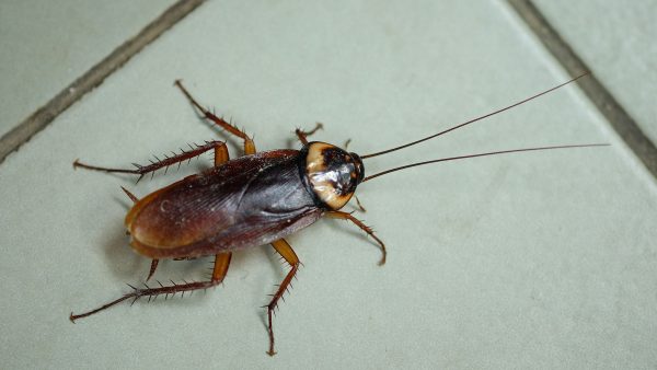 Scientists Made Genetically Modified Cockroaches