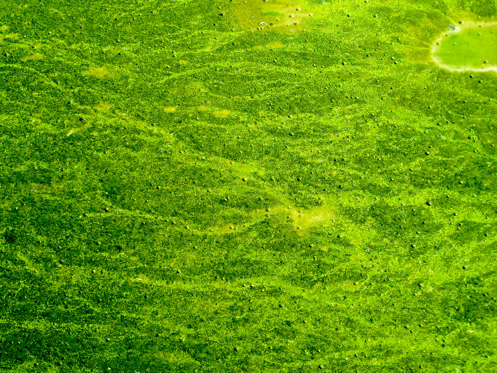 Revolutionizing Energy: Scientists Develop Carbon-Negative Algae Power Cells