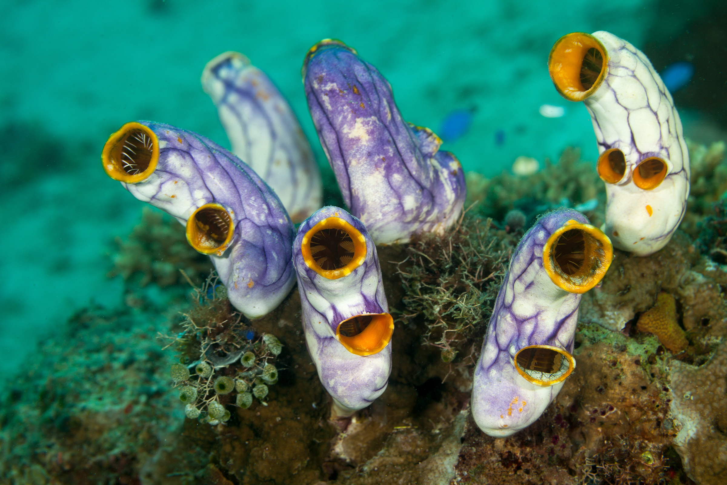 Sea squirts, tunicates, or ascidians living on the reef