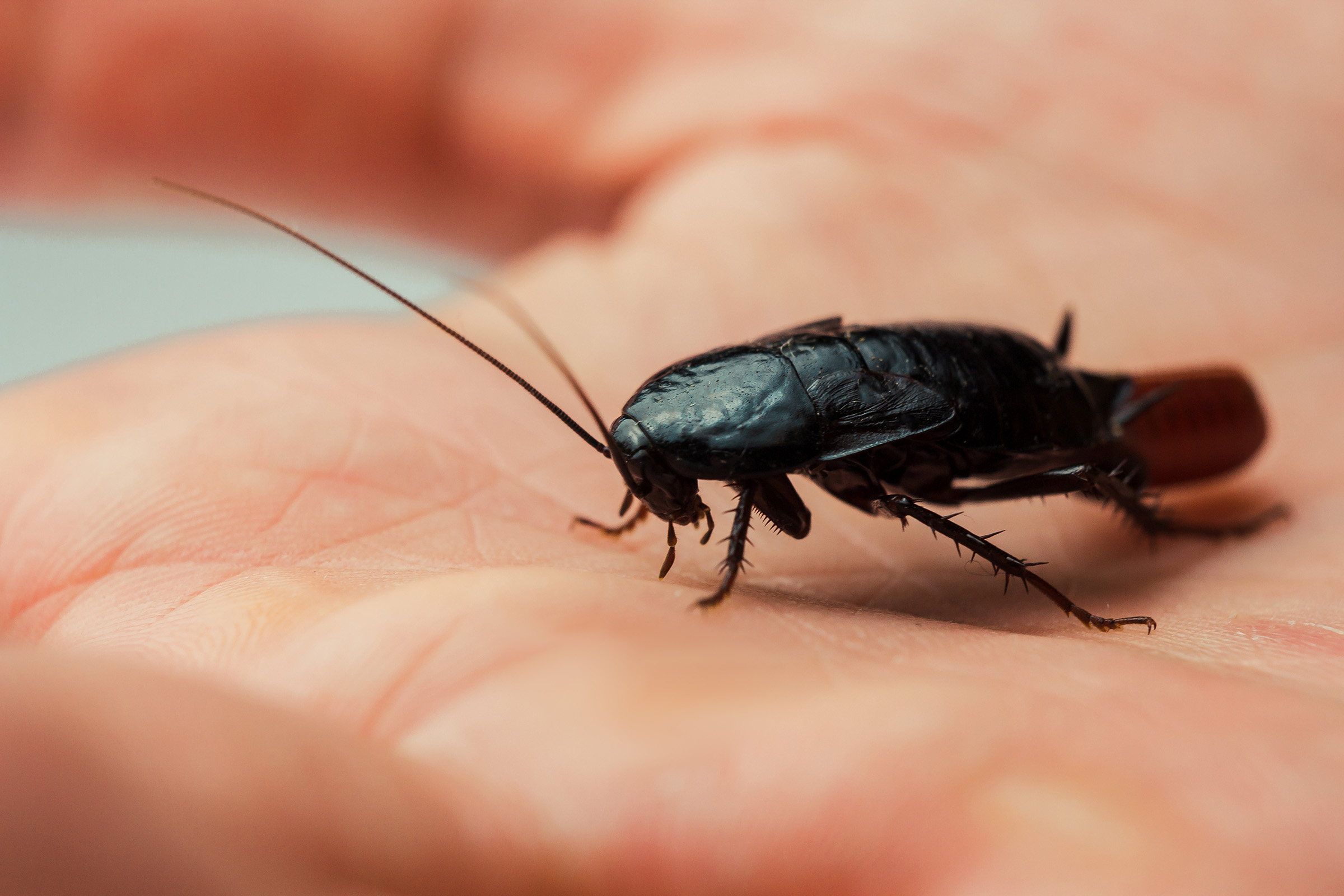 Red pregnant cockroach with an egg on a human hand