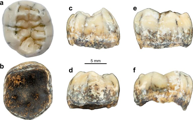 image of ancient tooth connected to denisovan species
