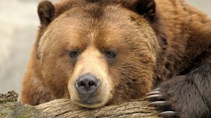 climate change affects animals climate change is driving grizzlies to mate with polar bears