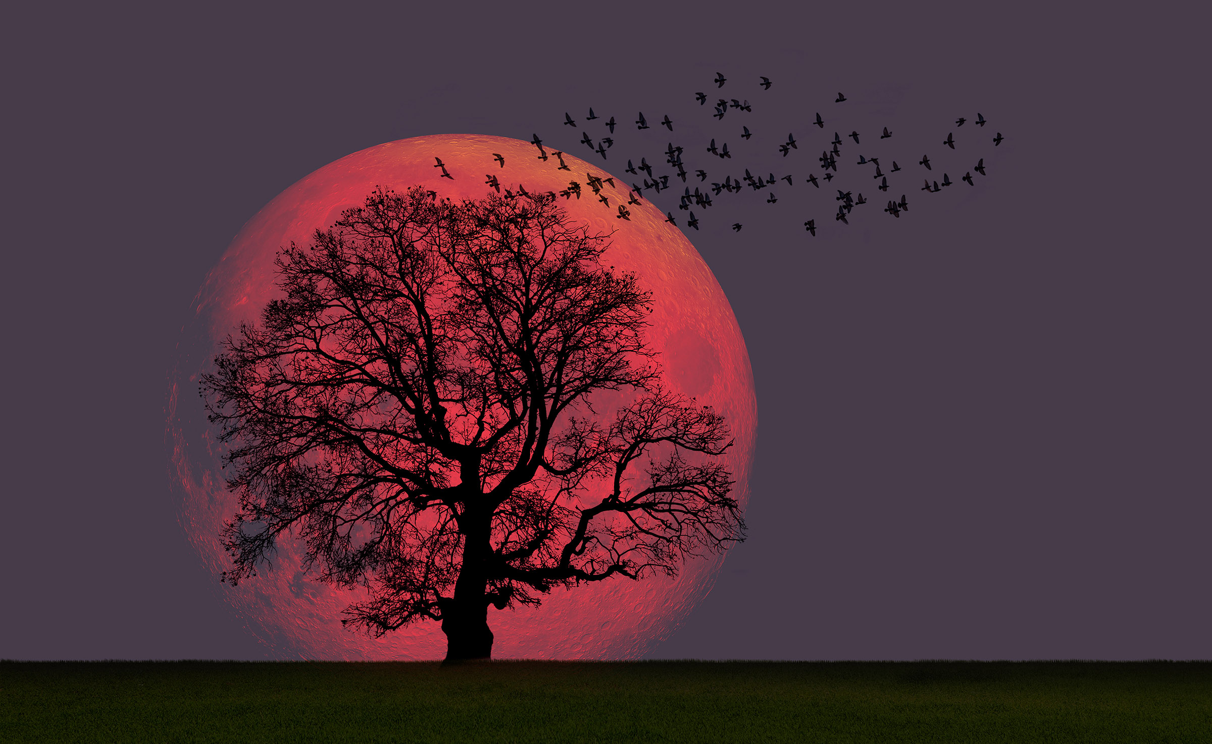 supermoon behind tree