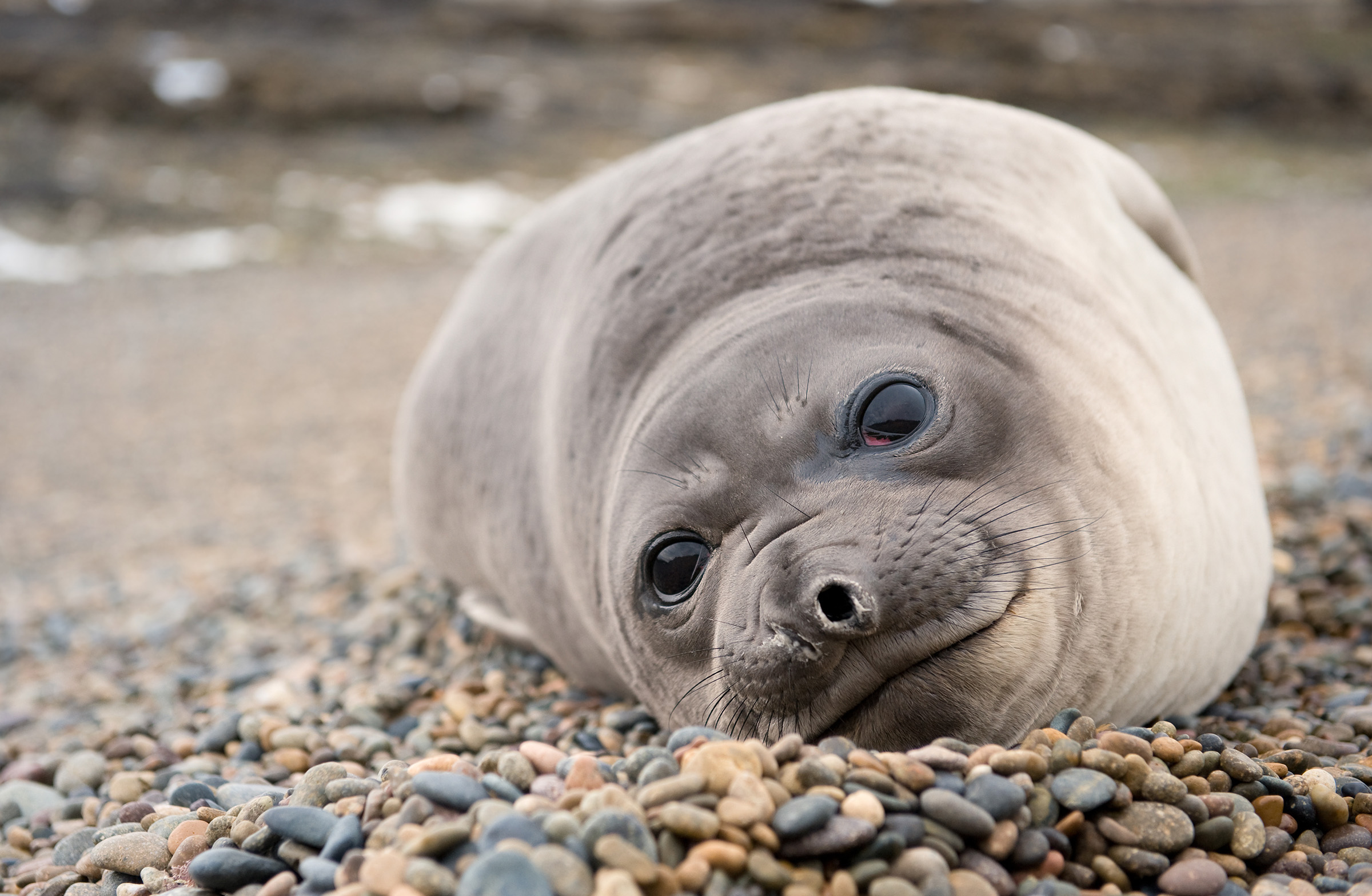 Cute baby elephant seal