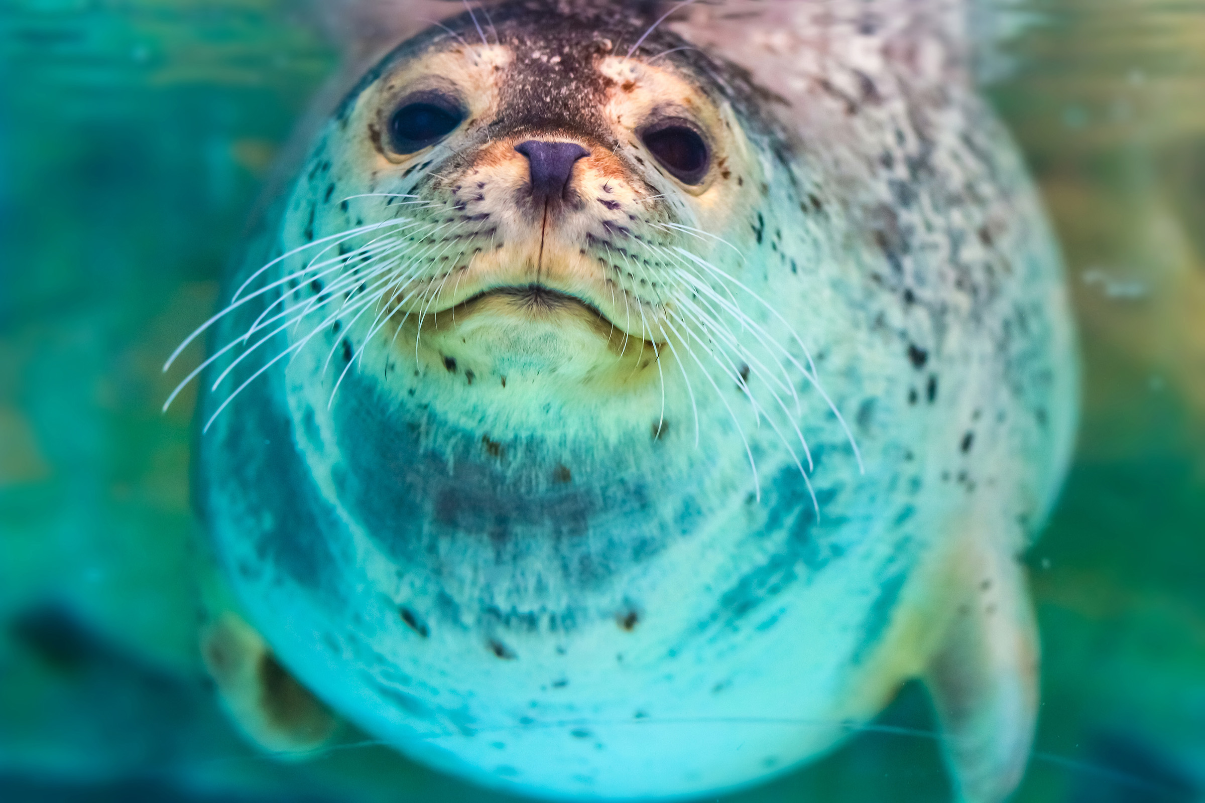 Un nuevo estudio revela cómo las focas cazan en las profundidades del océano usando vibraciones
