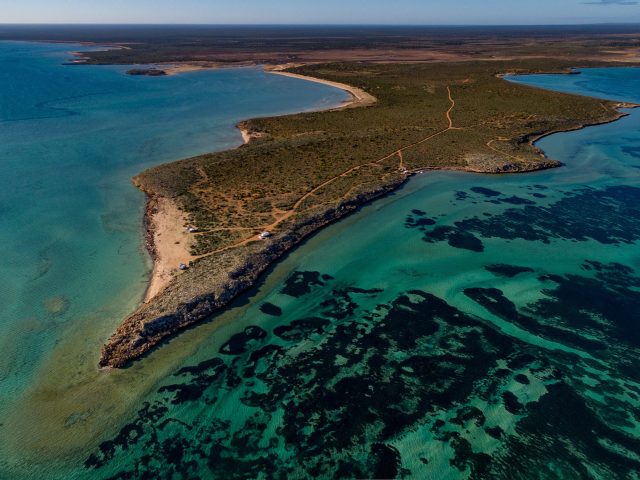 world's largest plant world's largest plant, seagrass in shark bay
