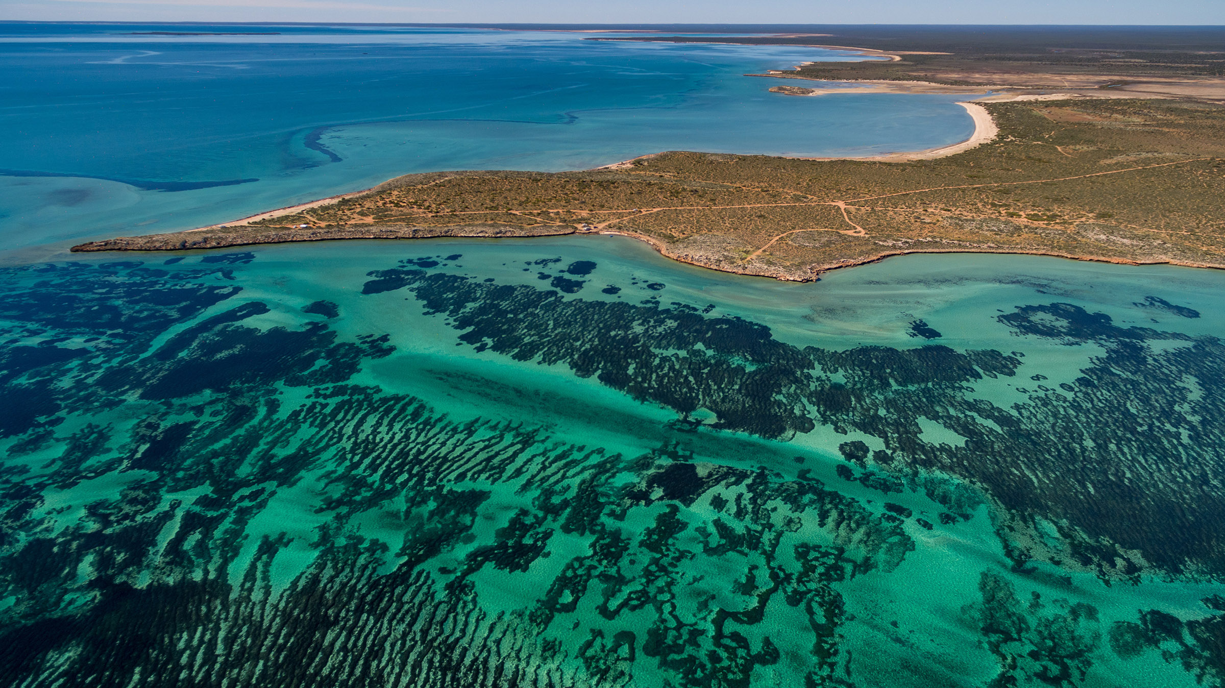 world's largest plant, seagrass in shark bay