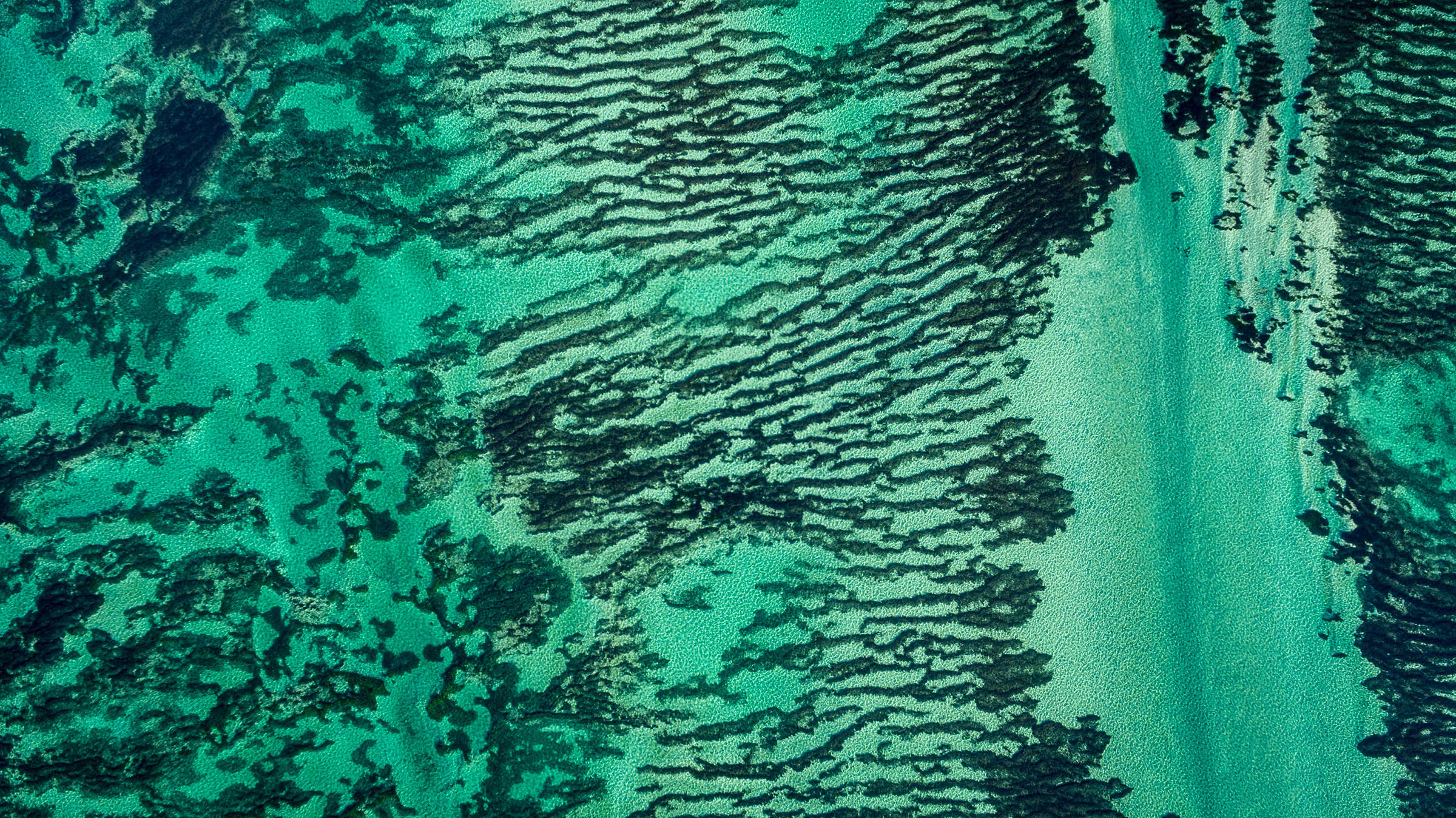 world's largest plant, seagrass in shark bay