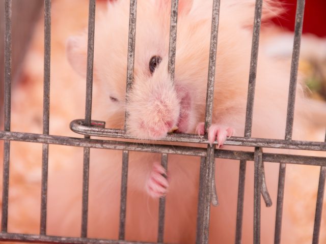 Fierce Syrian hamster gnawing on its cage bars