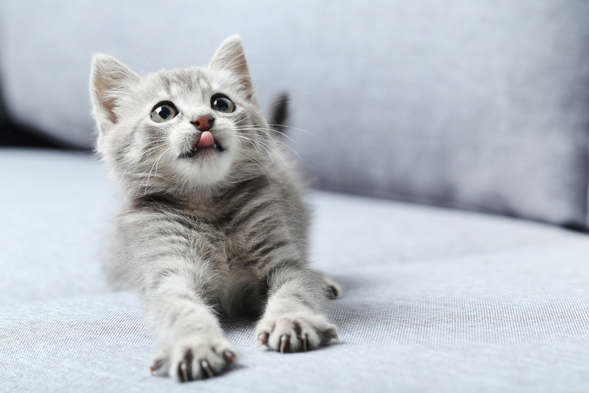 Cats are cute, furry, cuddly — and an invasive alien species