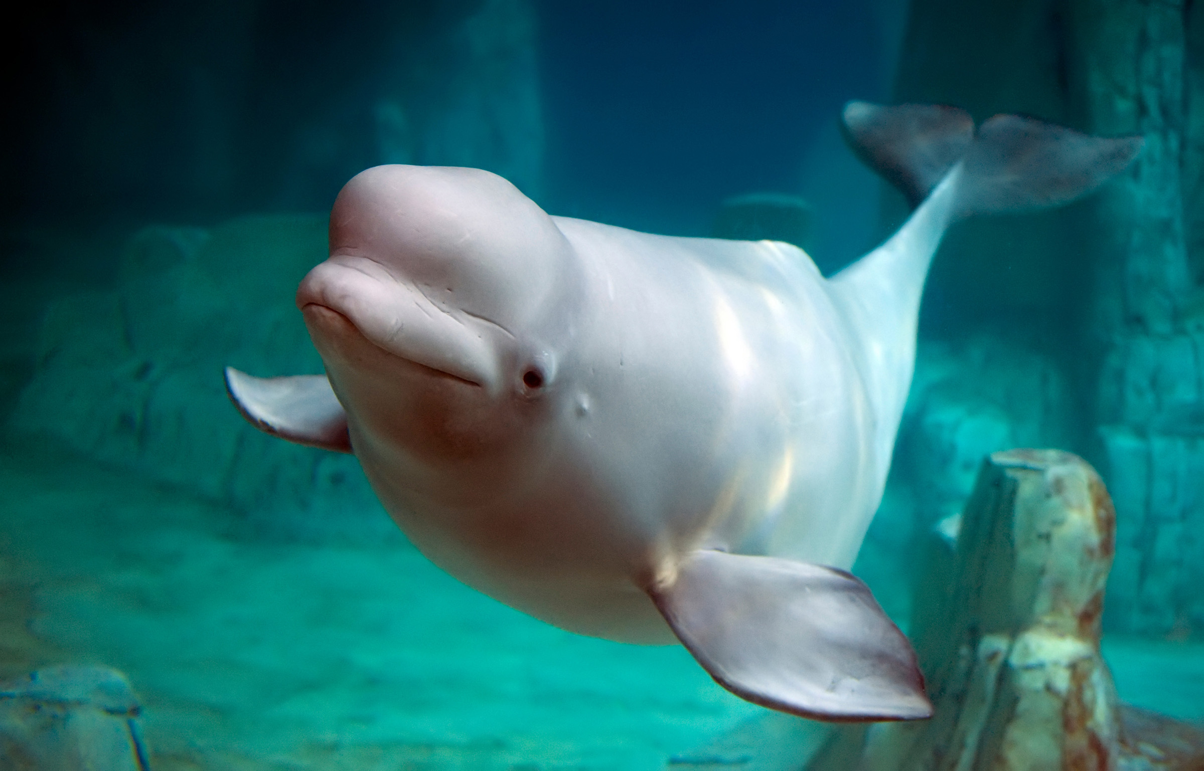 Watch live as 55,000 beluga whales migrate across the ocean