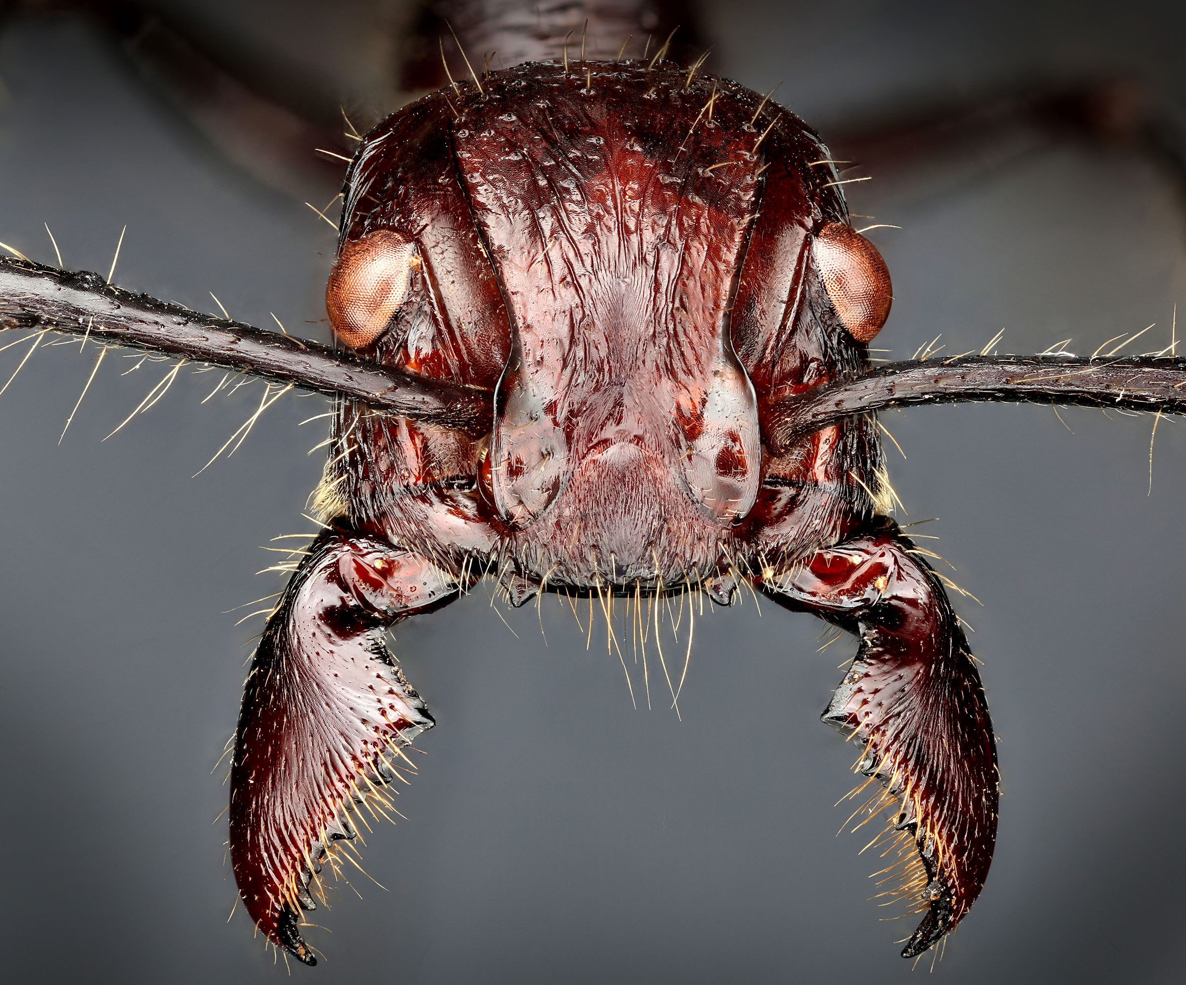 This Unexpected Little Ant Has The Most Painful Sting In The World   AdobeStock 238571161 