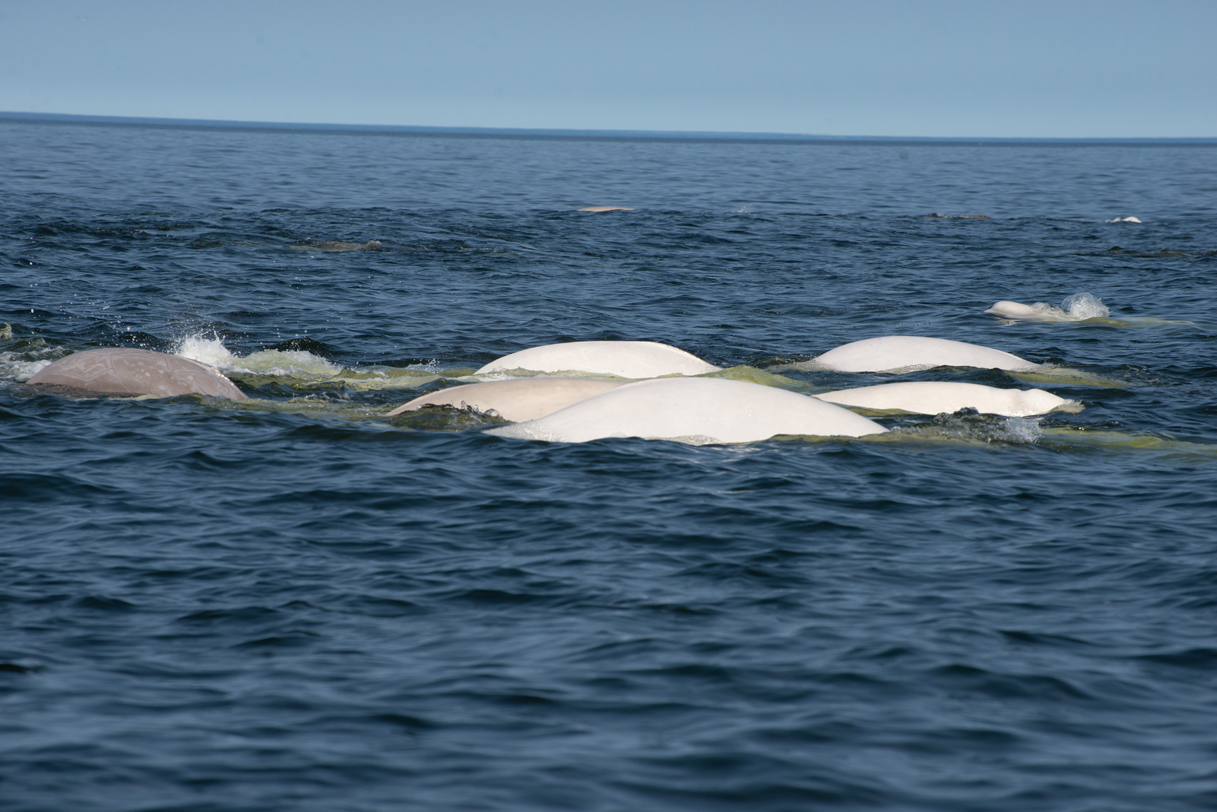 beluga whale migration in churchill river