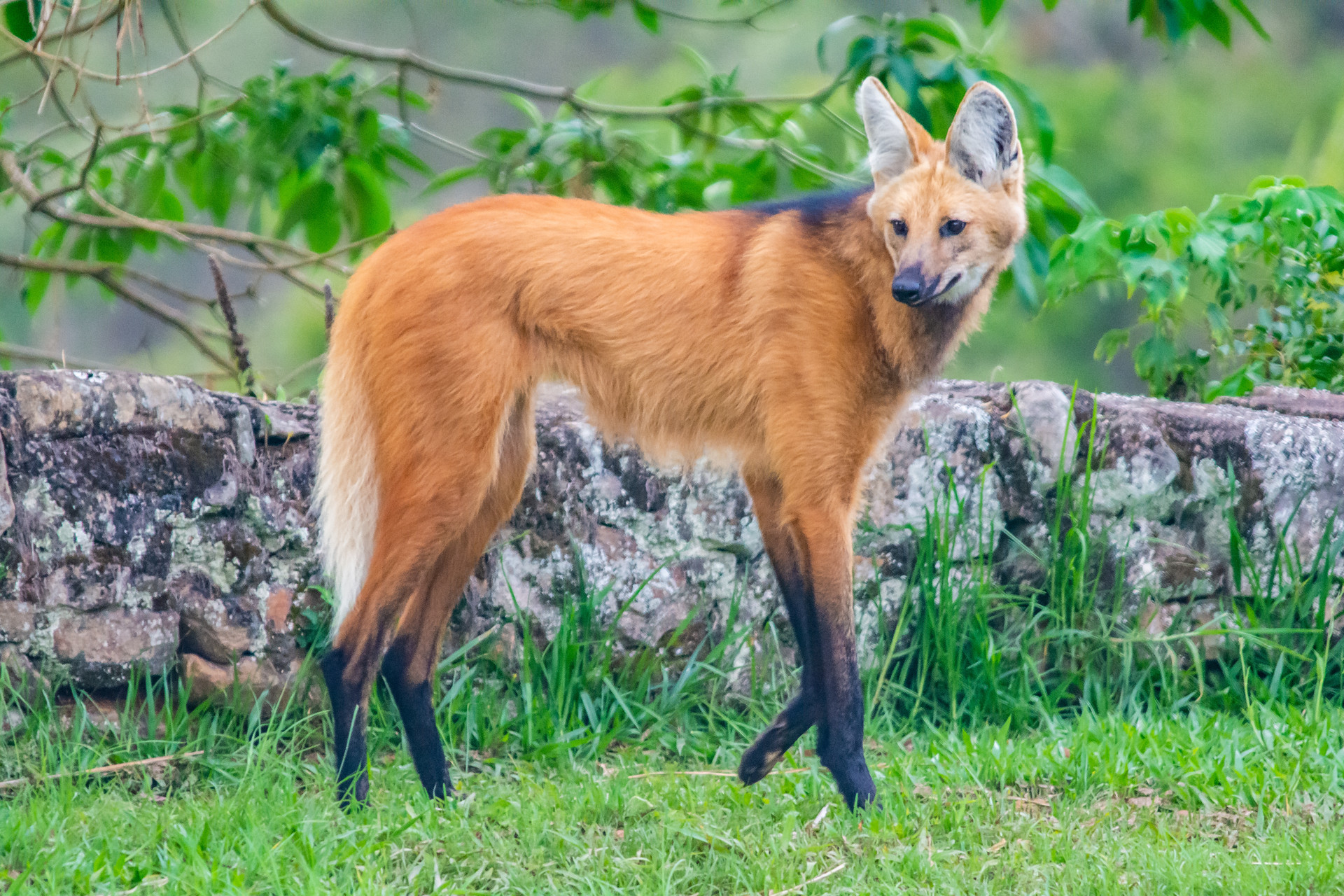 maned wolf walking