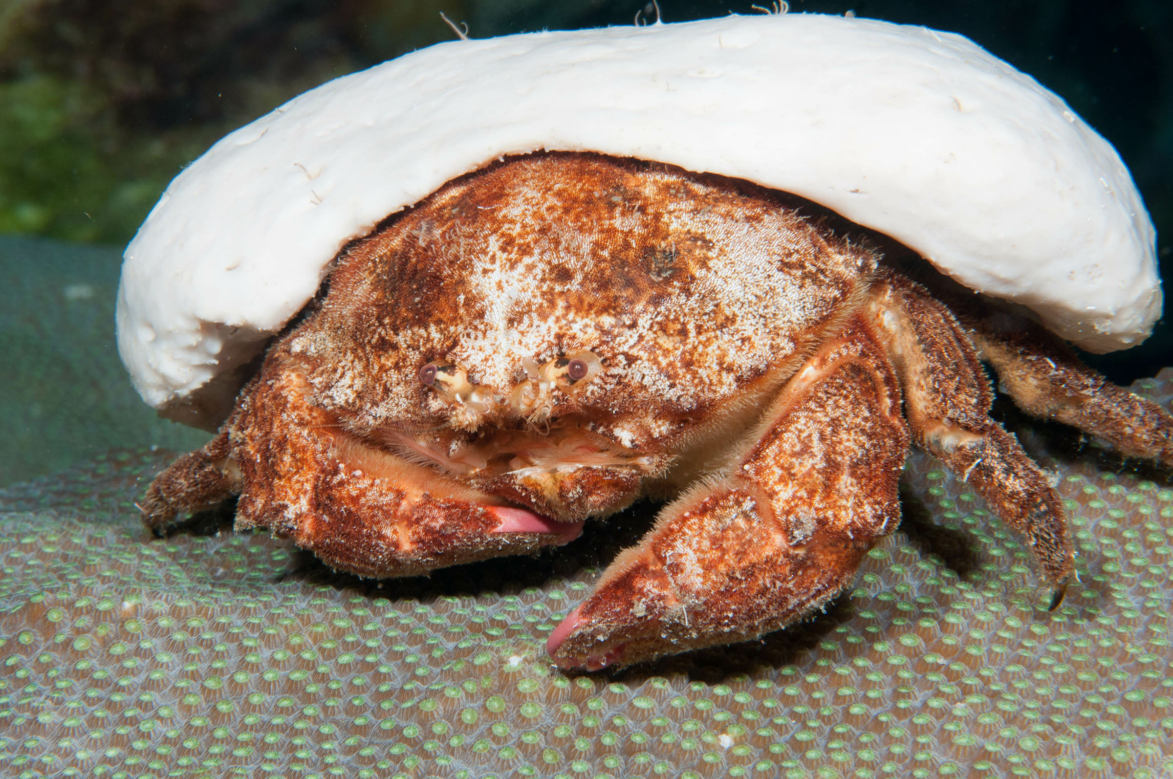 Redeye sponge crabs