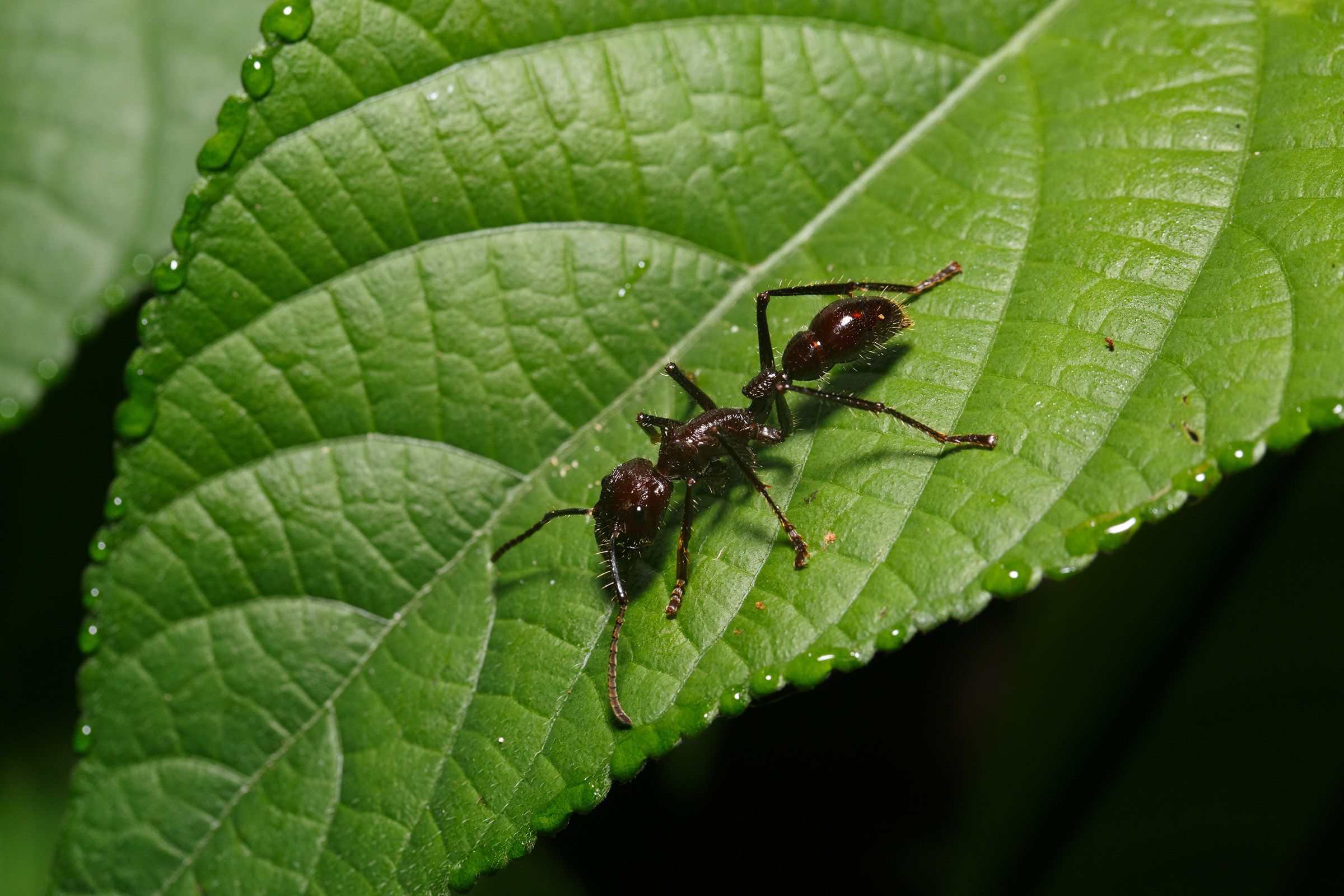 bullet ant has the most painful sting in the world