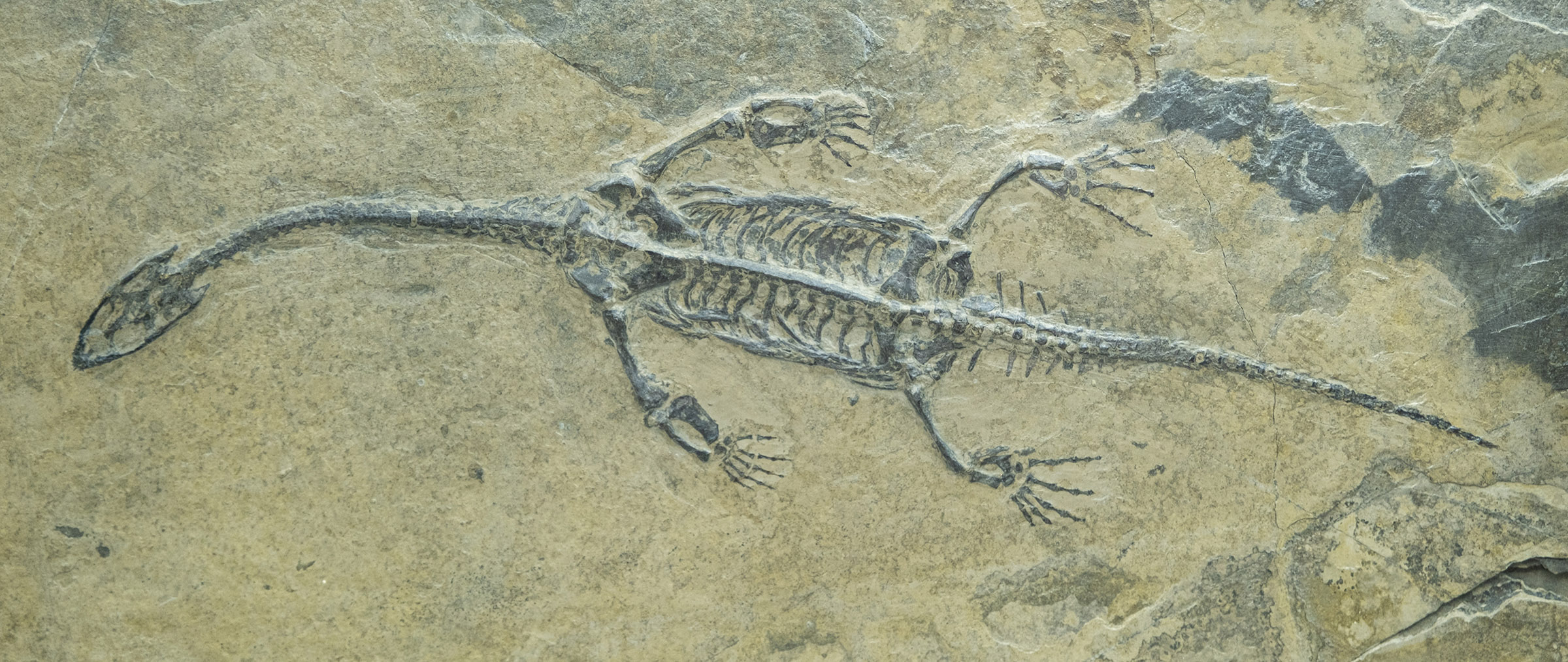 plesiosaur fossilized skeleton