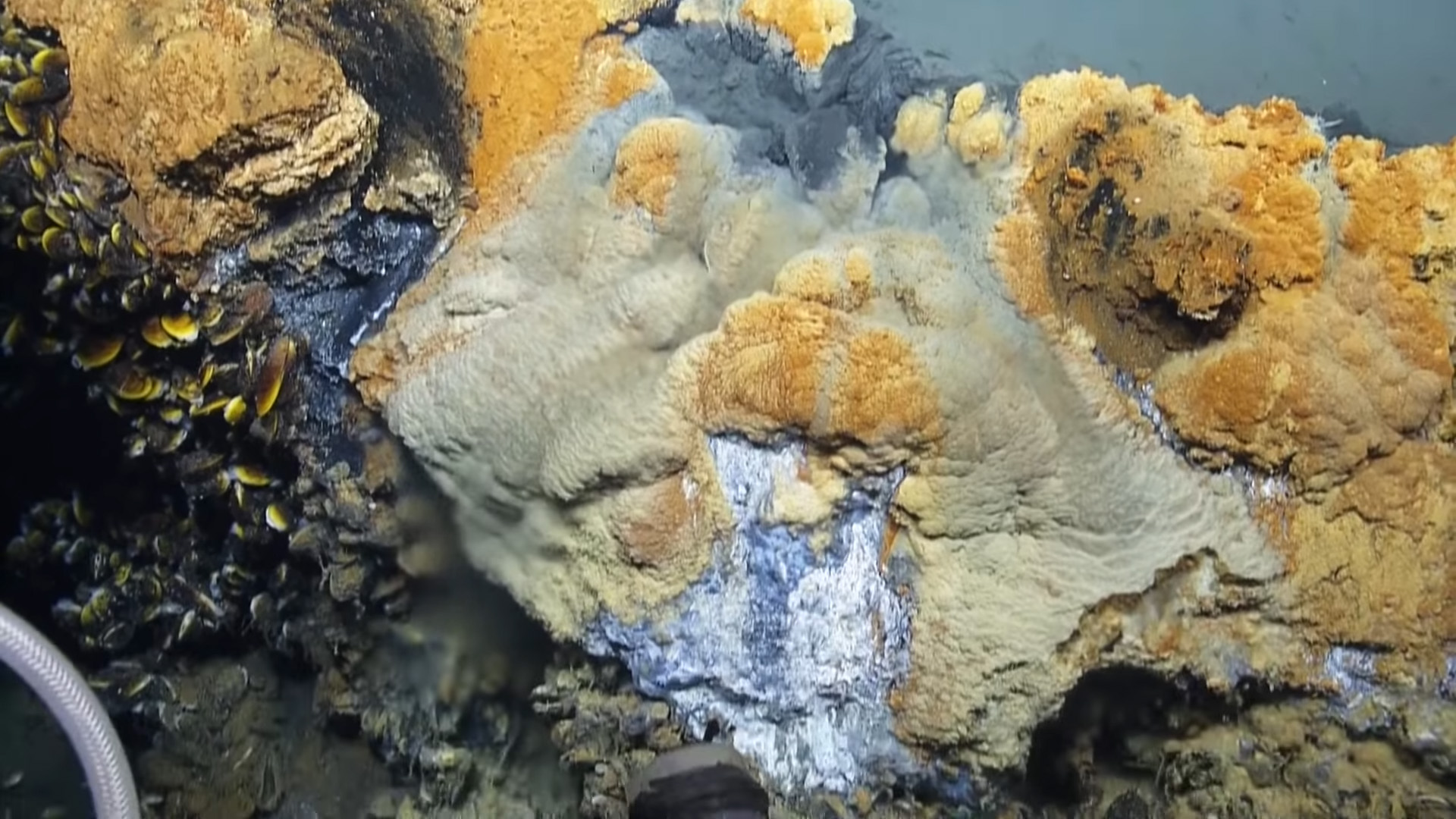 the underwater brine pool known as the Jacuzzi of Despair