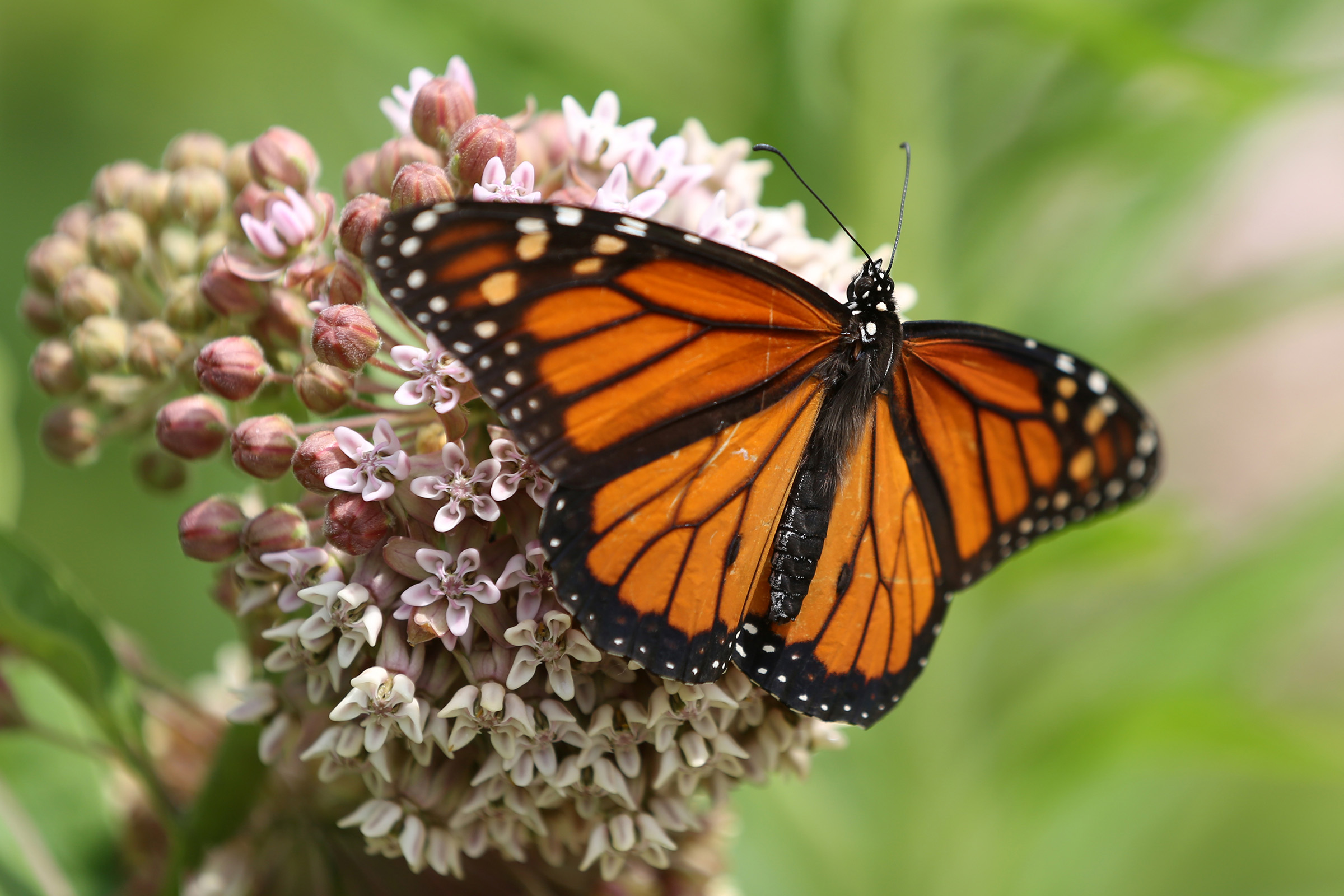 Monarch butterfly