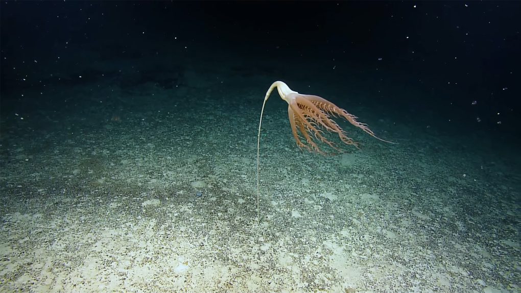 Rare and freakish 8-foot-long sea creature caught on video