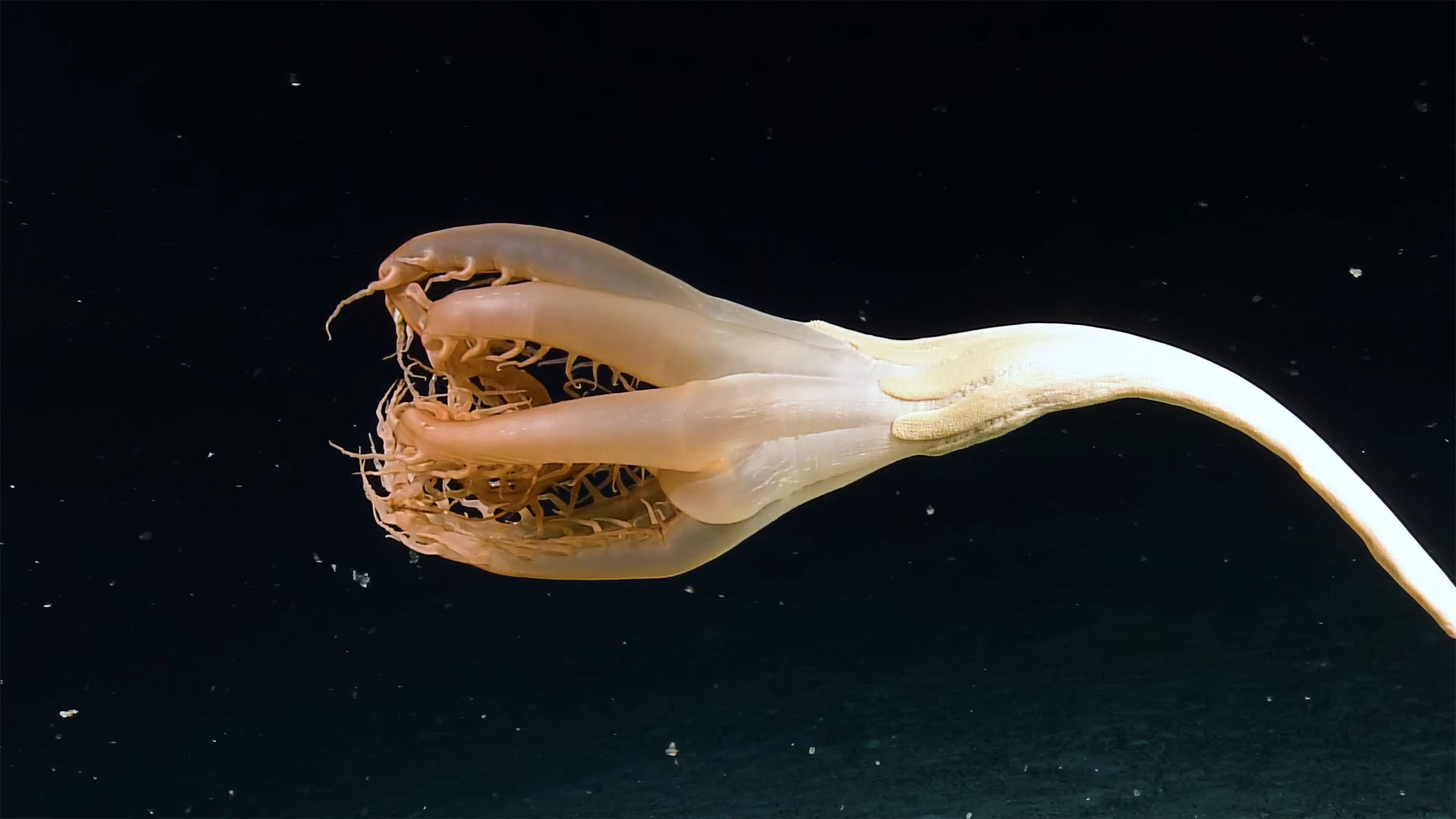 Solumbellula Sea Pen