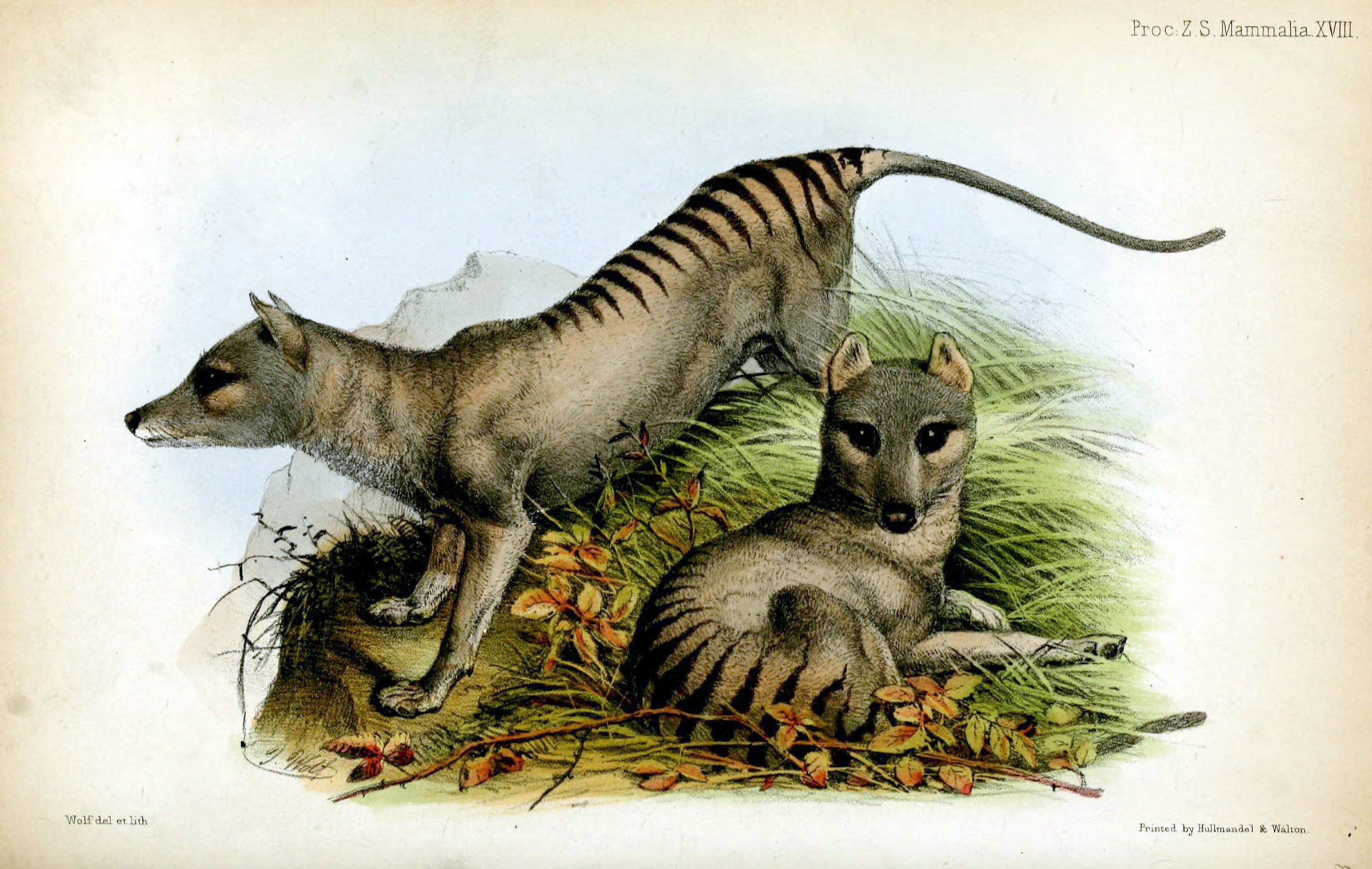 A Genetics Company Is Now Trying To Revive The Extinct Tasmanian Tiger