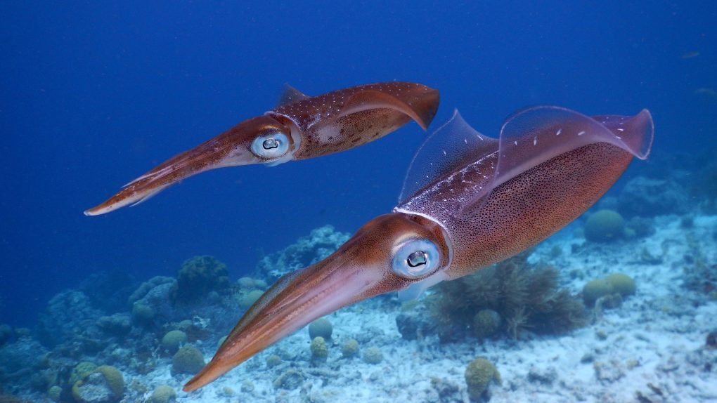squid in ocean