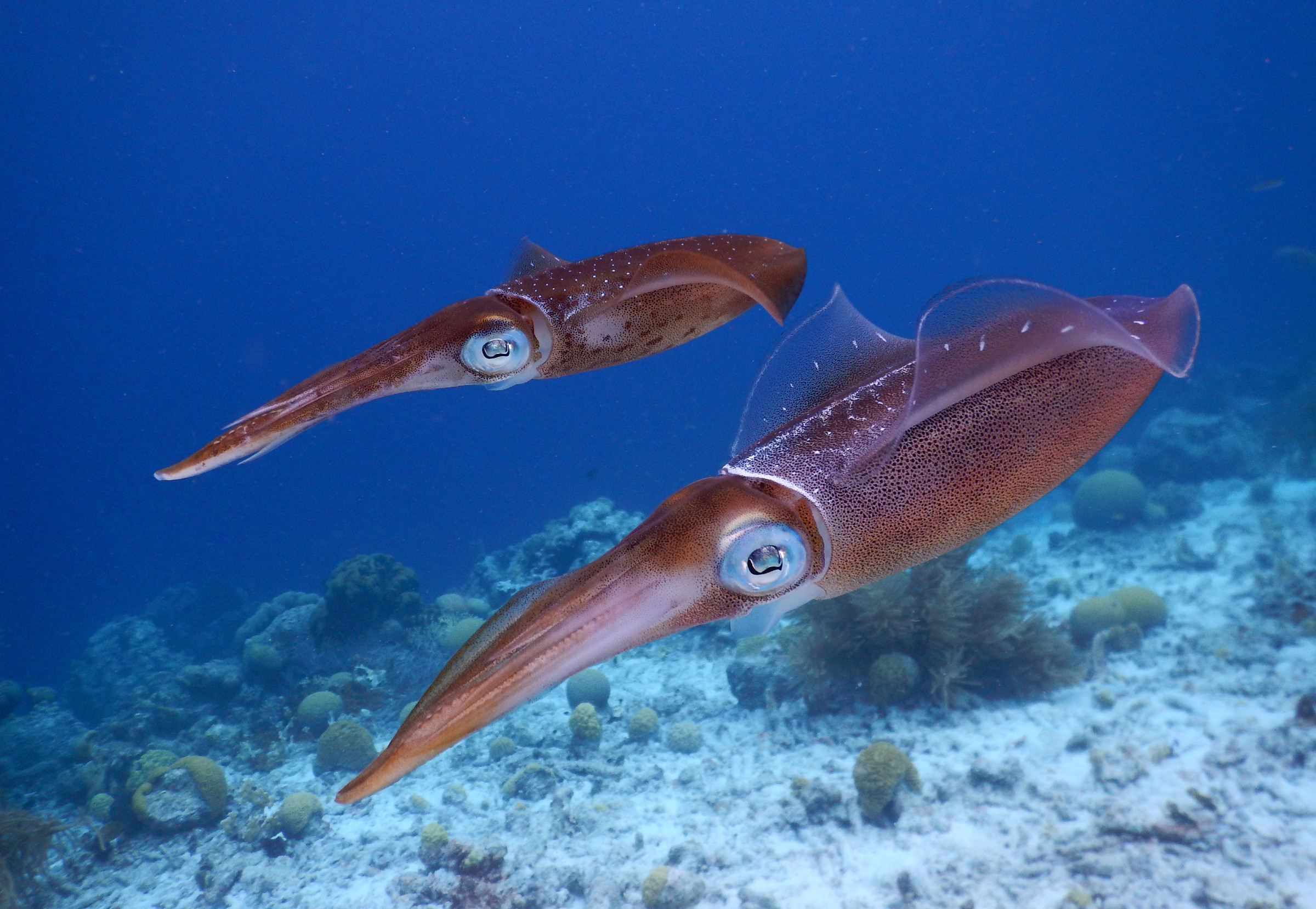 Watch giant squid hunt their prey in neverbeforeseen video footage BGR
