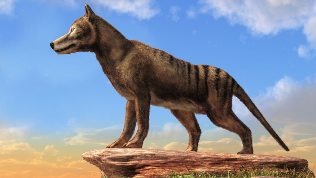 Tasmanian tiger de-extinction: Scientists plan to resurrect thylacine,  animal that's been extinct since 1936 - ABC7 Chicago